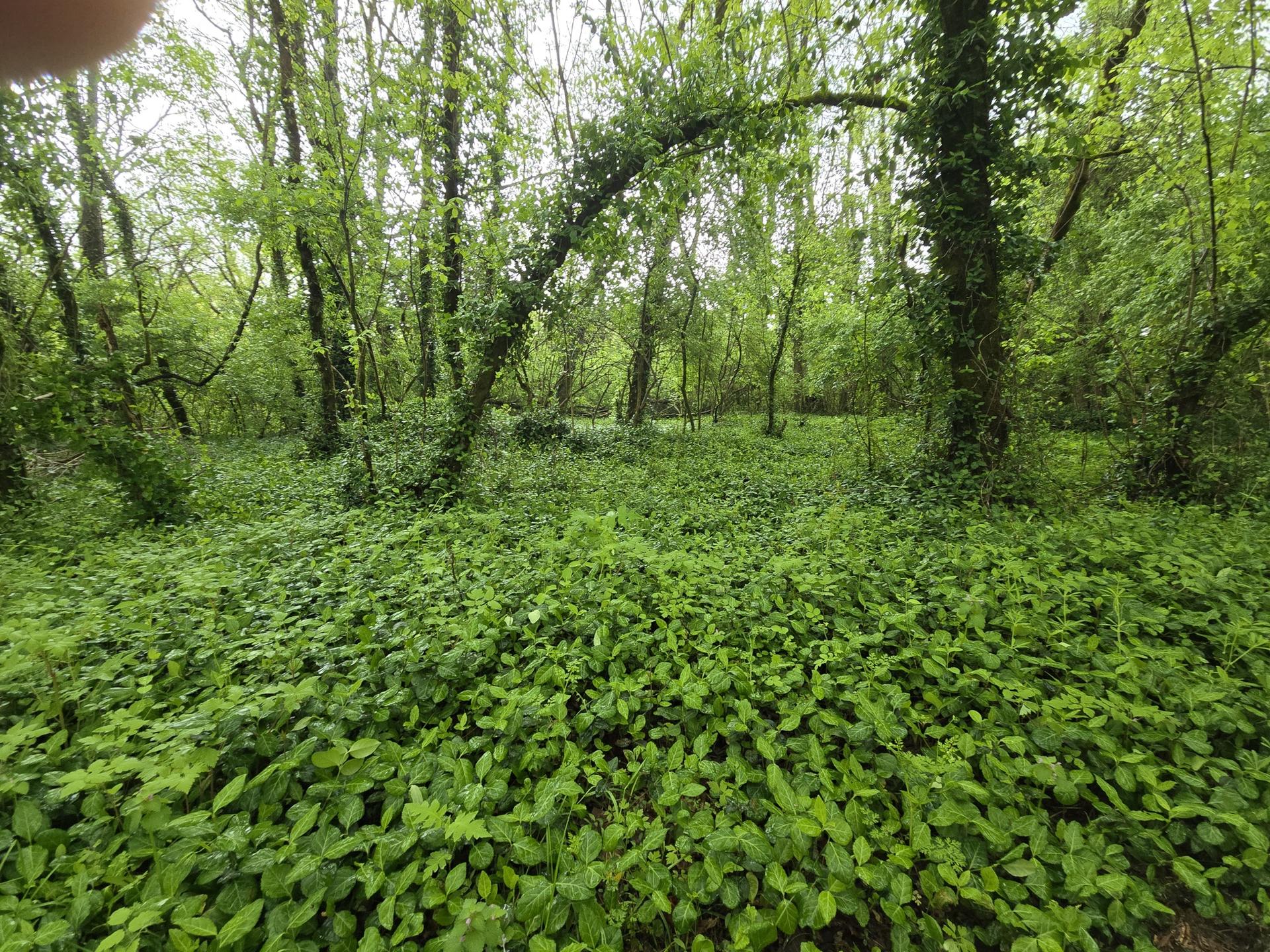 Dense green forest floor covered in lush undergrowth under soft light.