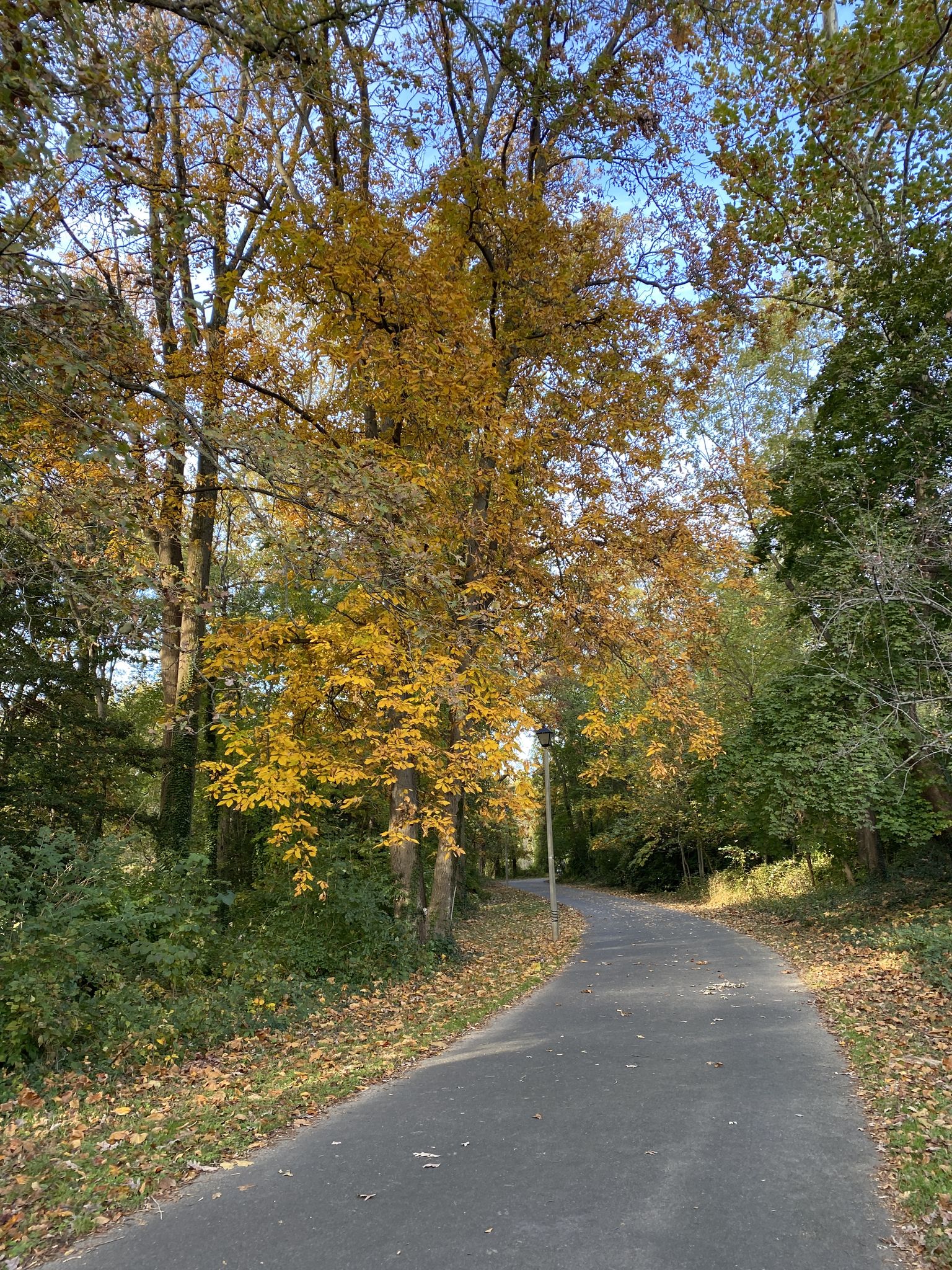 Paved path winding through a sunlit forest with vibrant autumn foliage. - Fish Creek Linear Park – Fish Creek Trail loop from Goodwill