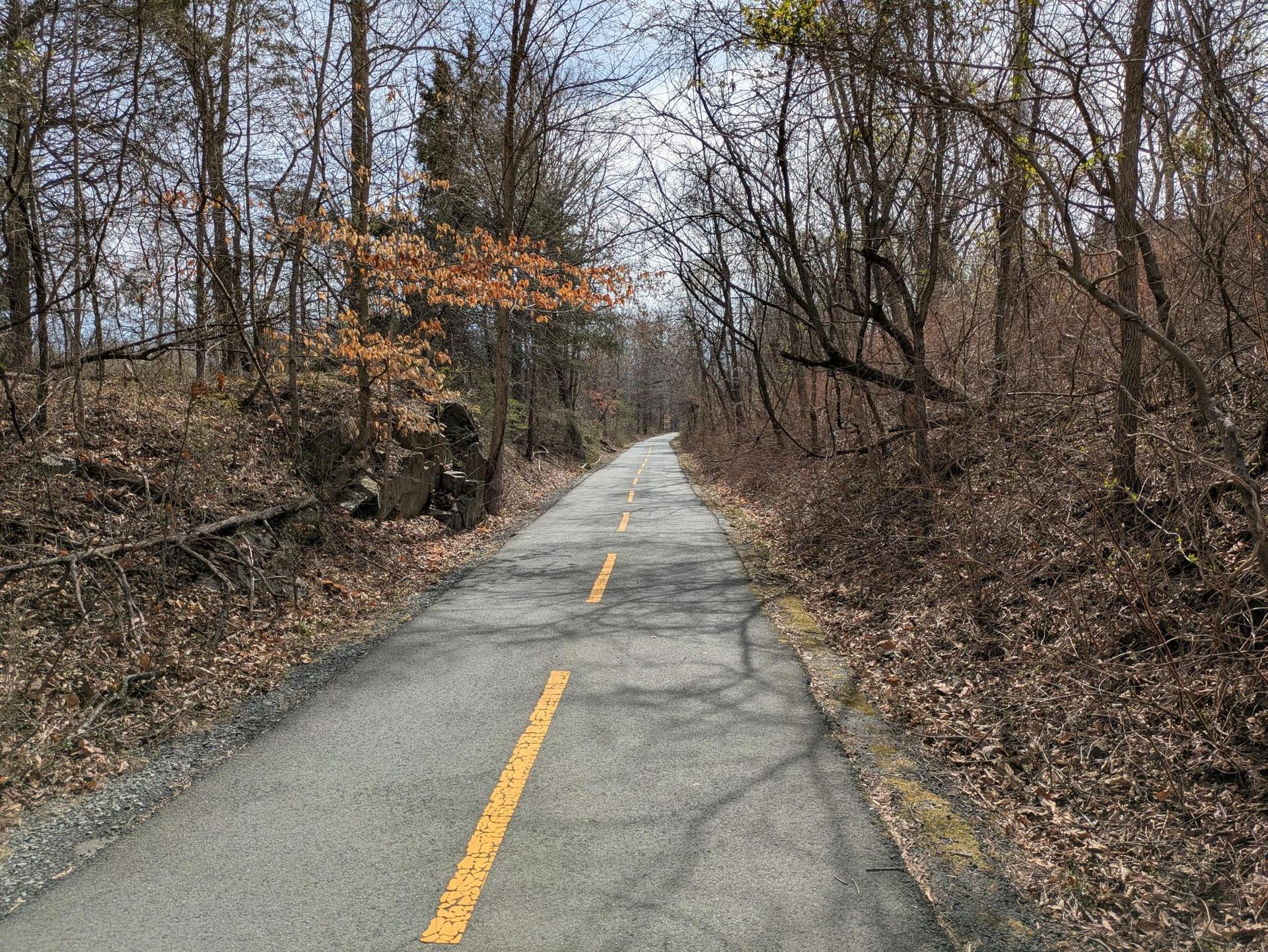 A paved path with yellow lines winds through a bare winter forest.