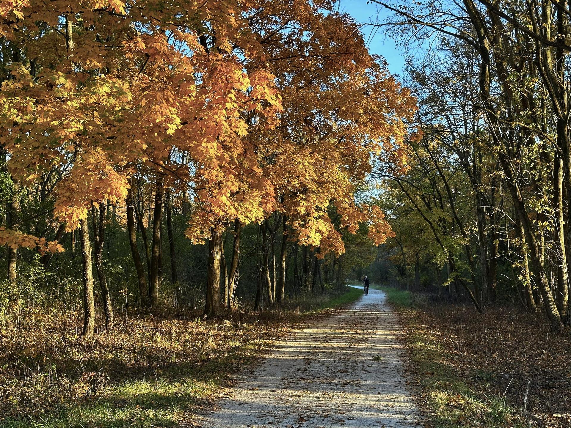 Person walking on a sunlit path lined with vibrant orange autumn trees.