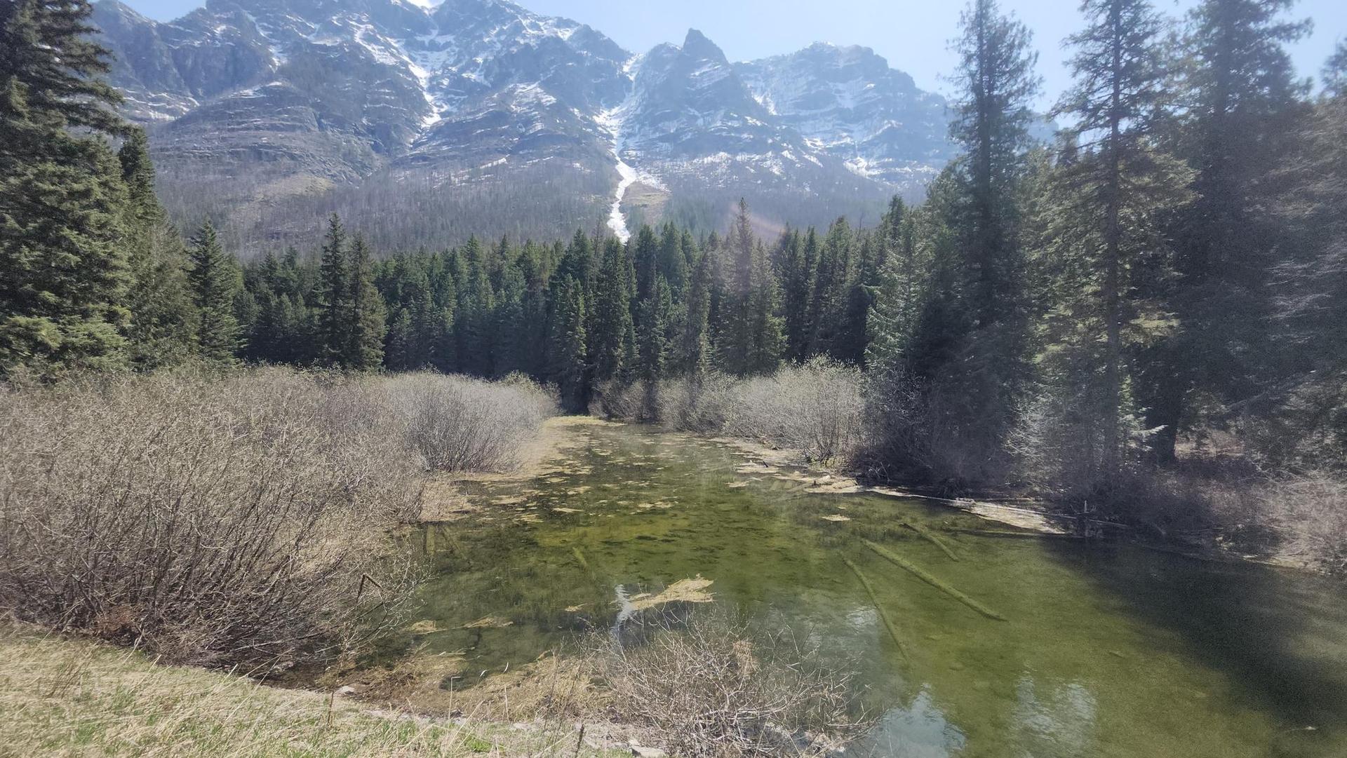 Sunny view of a green pond surrounded by brush, forest, and snowy mountains.