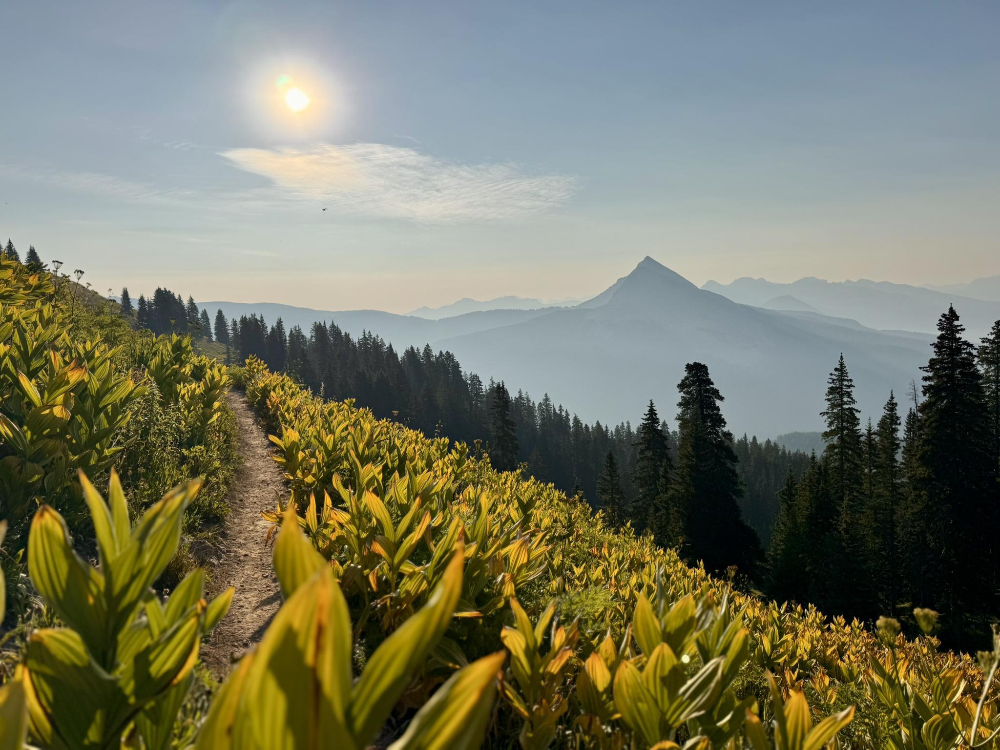 A dirt trail winds through bright yellow plants with hazy mountains in distance.