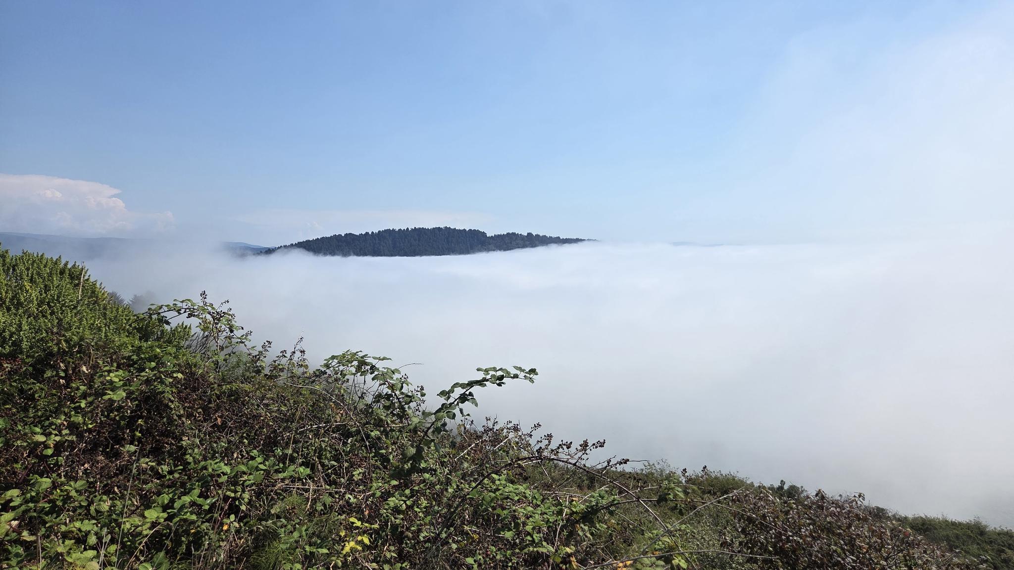 Forested mountain peak rising above a thick layer of white fog.