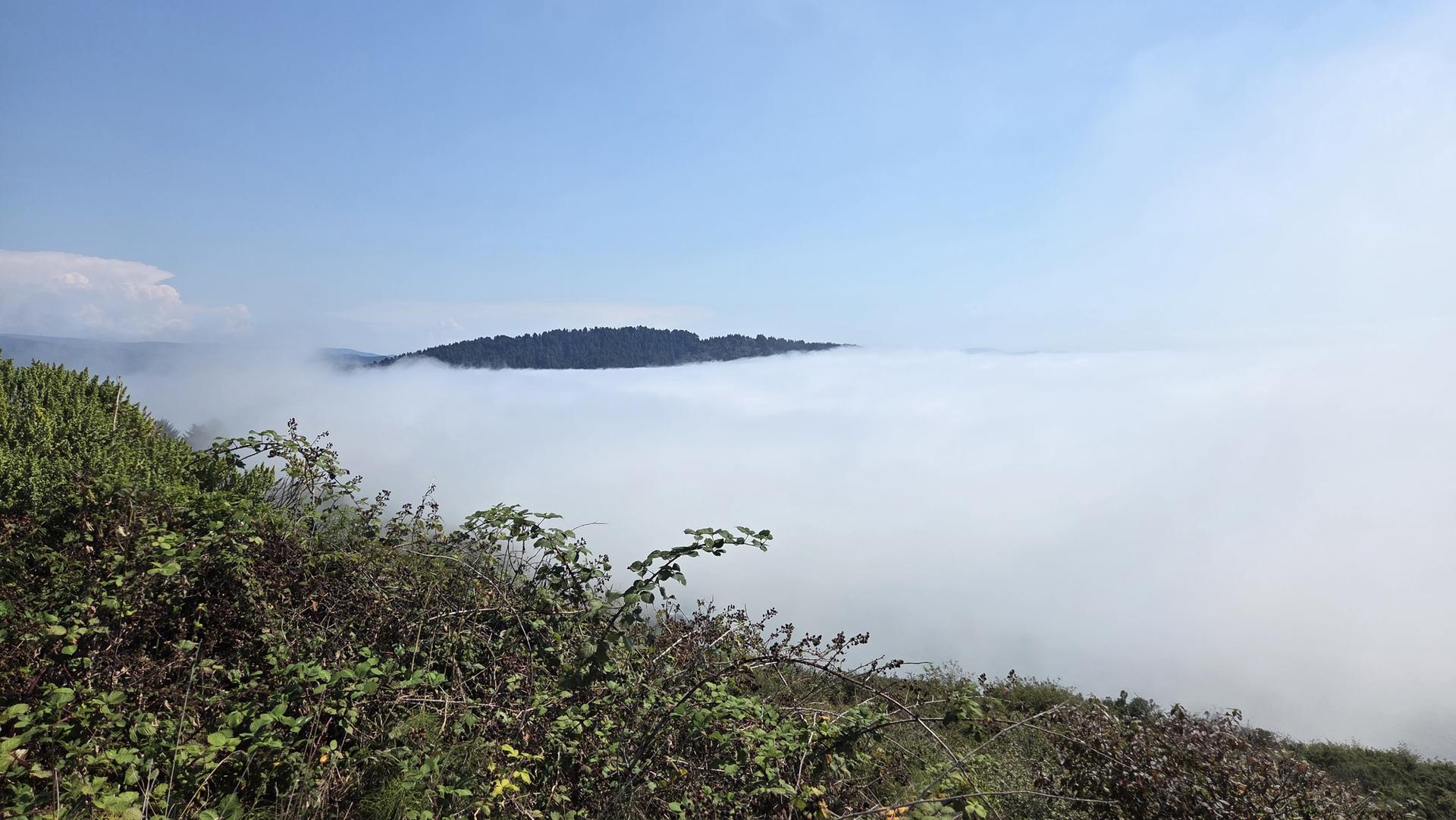 Forested mountain peak rising above a thick layer of white fog.
