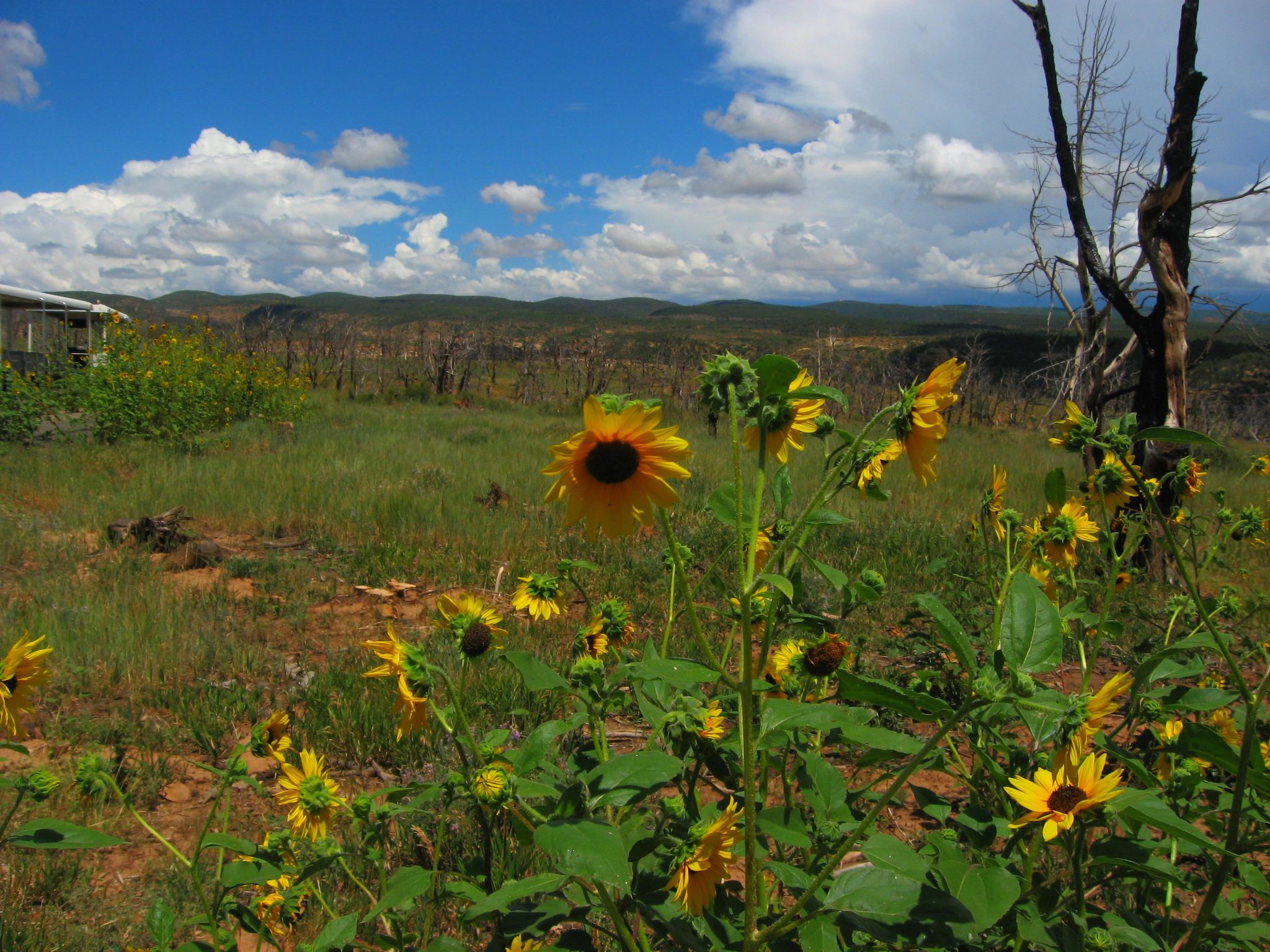 Bright sunflowers in a grassy field with distant hills and a cloudy sky. - Long House Trail