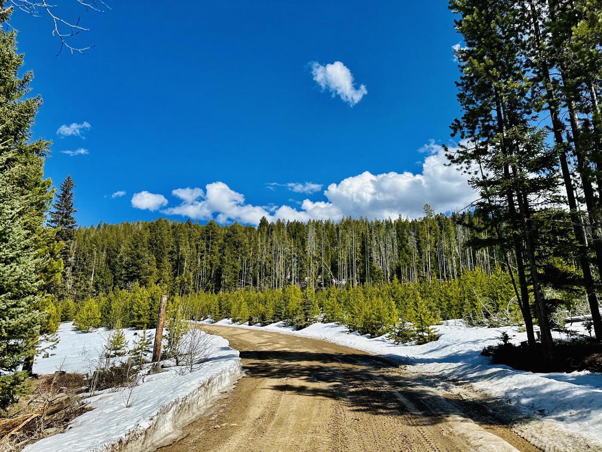 A dirt road with snow patches winds through a dense forest under a blue sky.