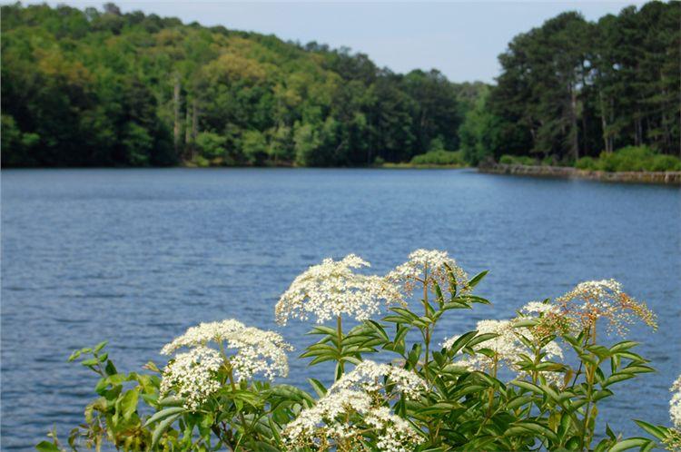 White wildflowers in foreground, blue lake, and lush green forested hills.