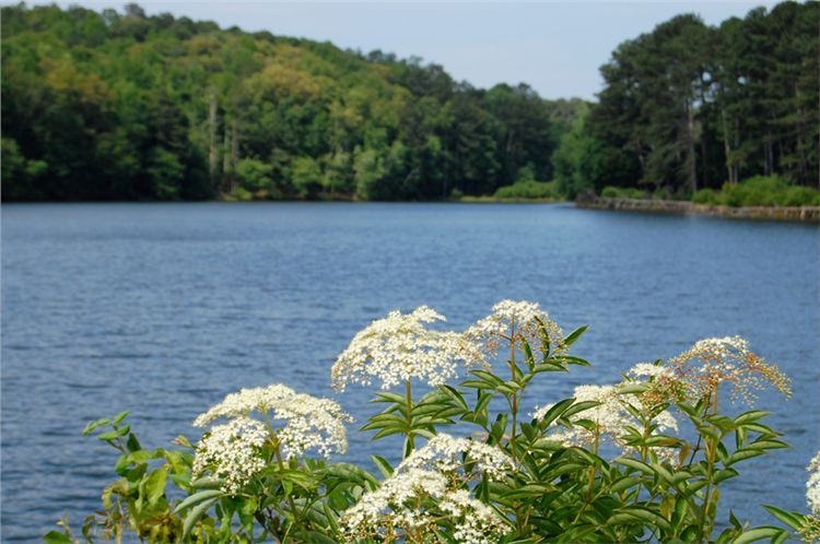 White wildflowers in foreground, blue lake, and lush green forested hills. - Panola Mountain Greenway