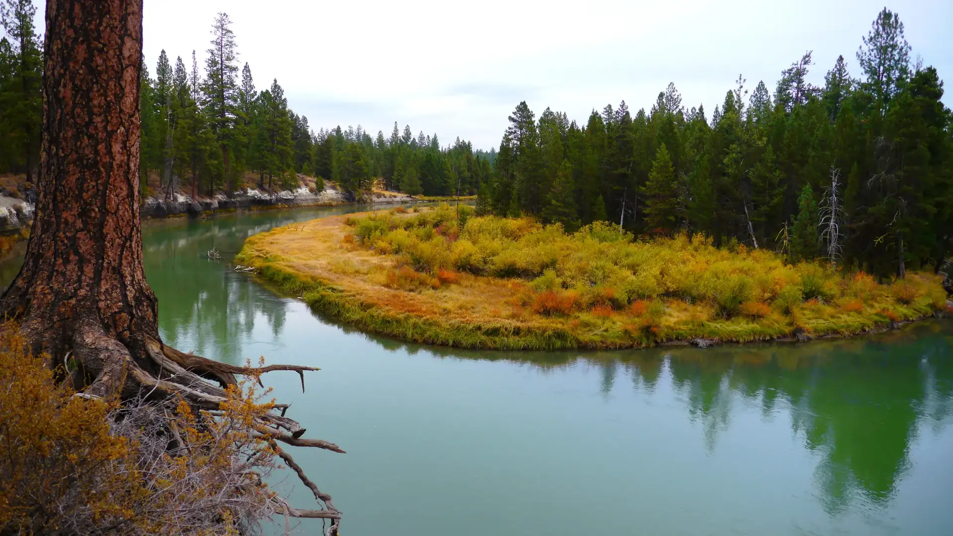 A winding turquoise river flows past golden marshland and dense pine forest.