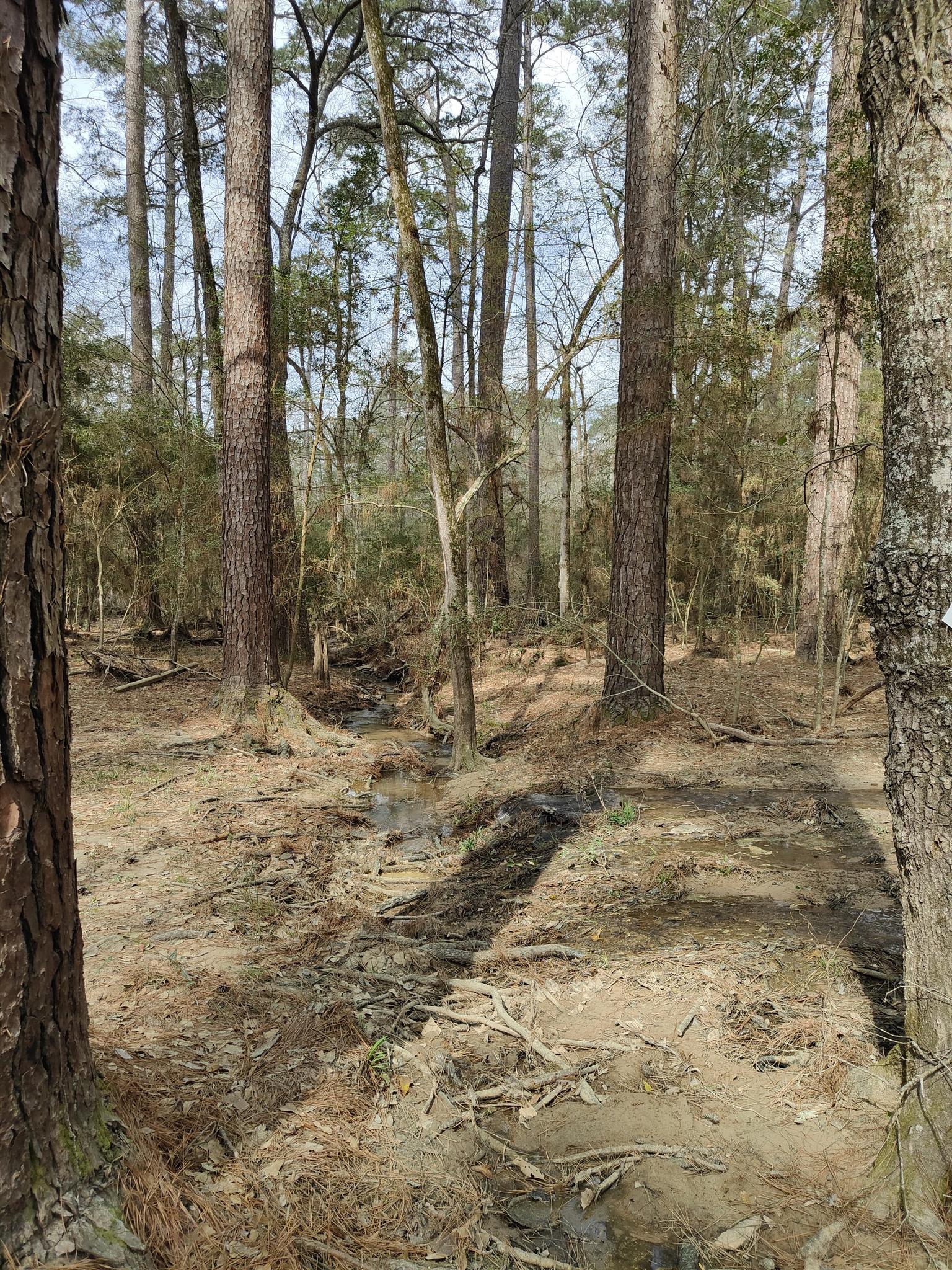 Dappled sunlight illuminates a muddy forest floor with a small stream.