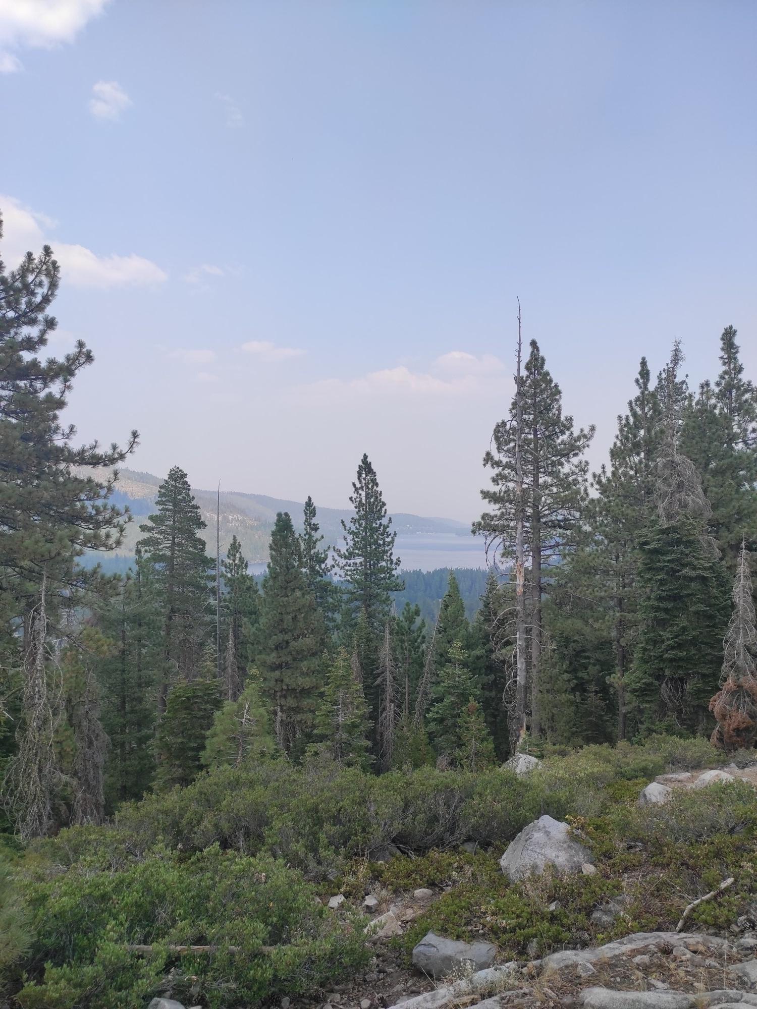 Pine trees on a hillside overlook a distant lake under a hazy sky.
