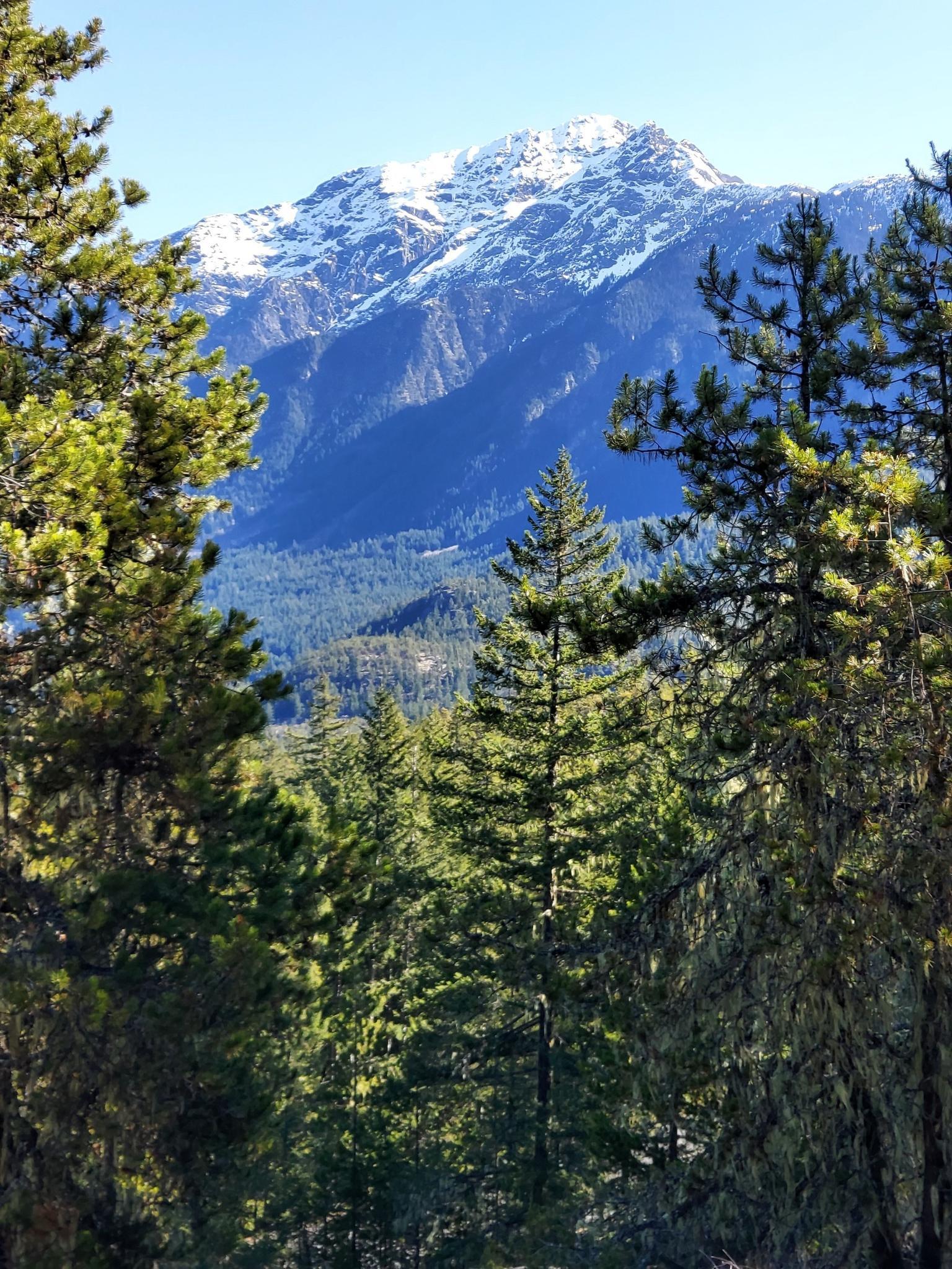 Pine trees frame a snow-capped mountain under clear blue skies.
