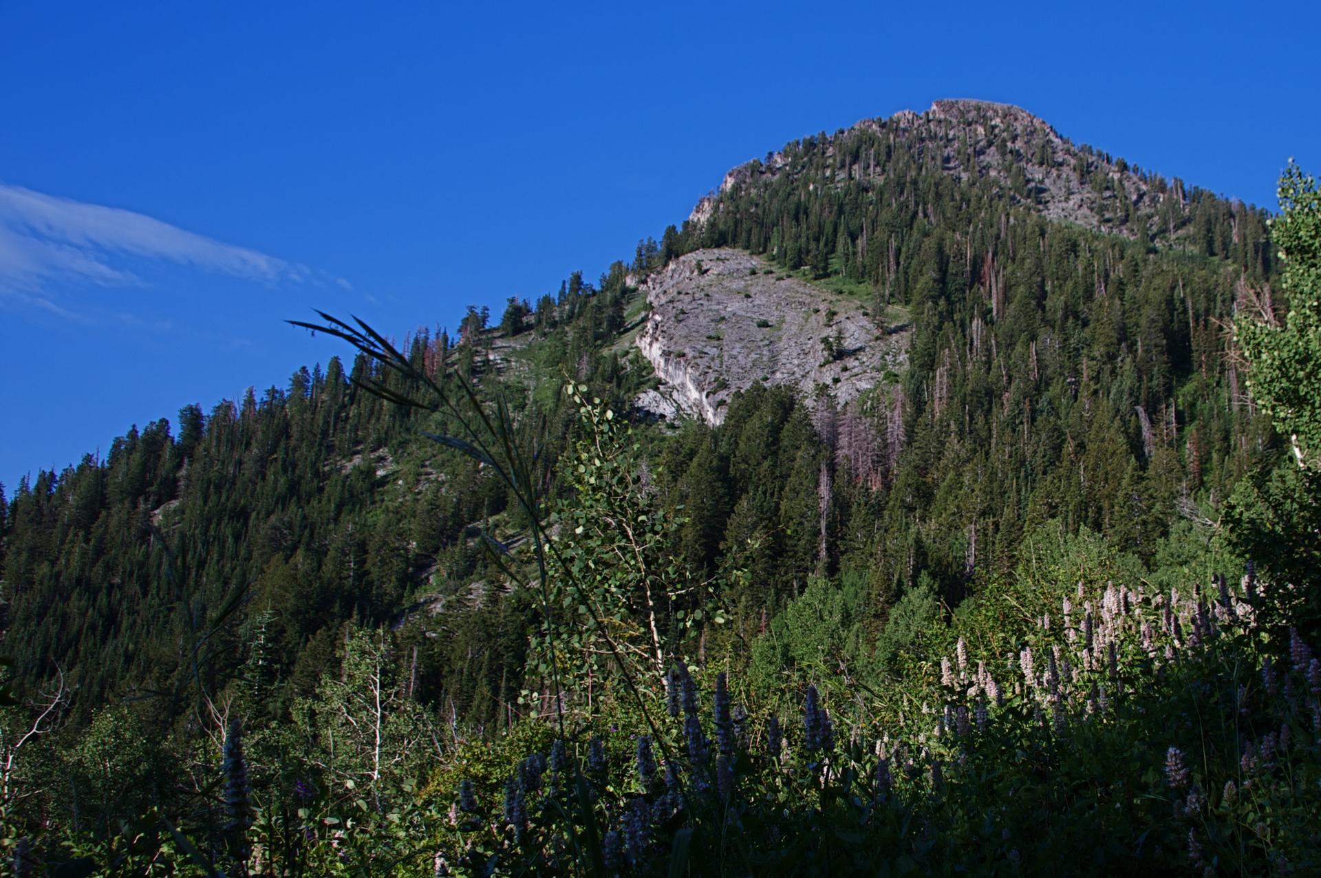 Sunlit mountain covered in dense evergreen trees and rocky slopes against a blue sky.