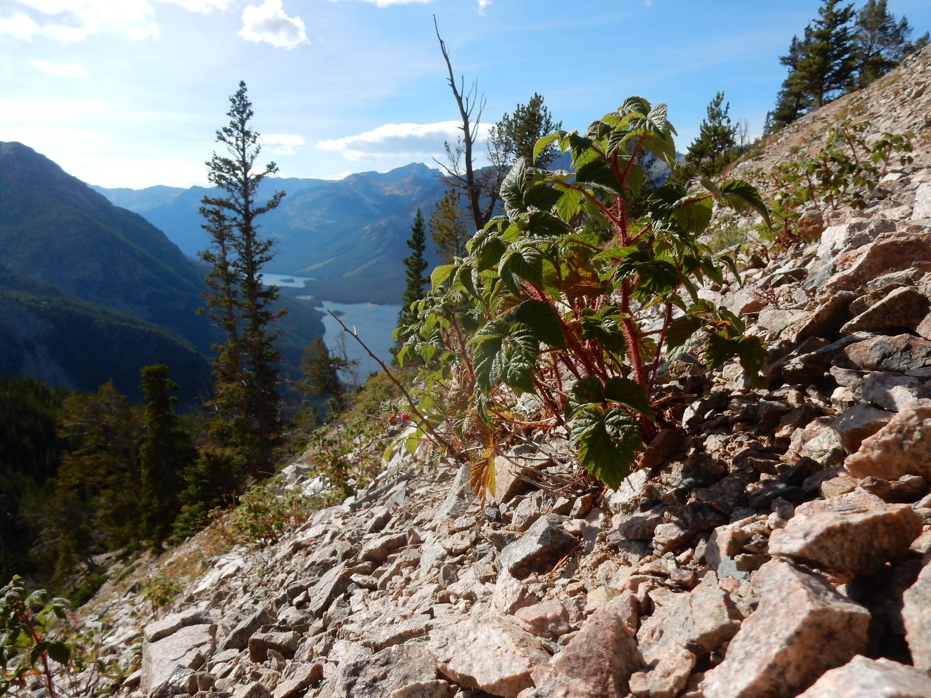Green plant on a rocky slope overlooking a distant lake and mountains, sunny day.