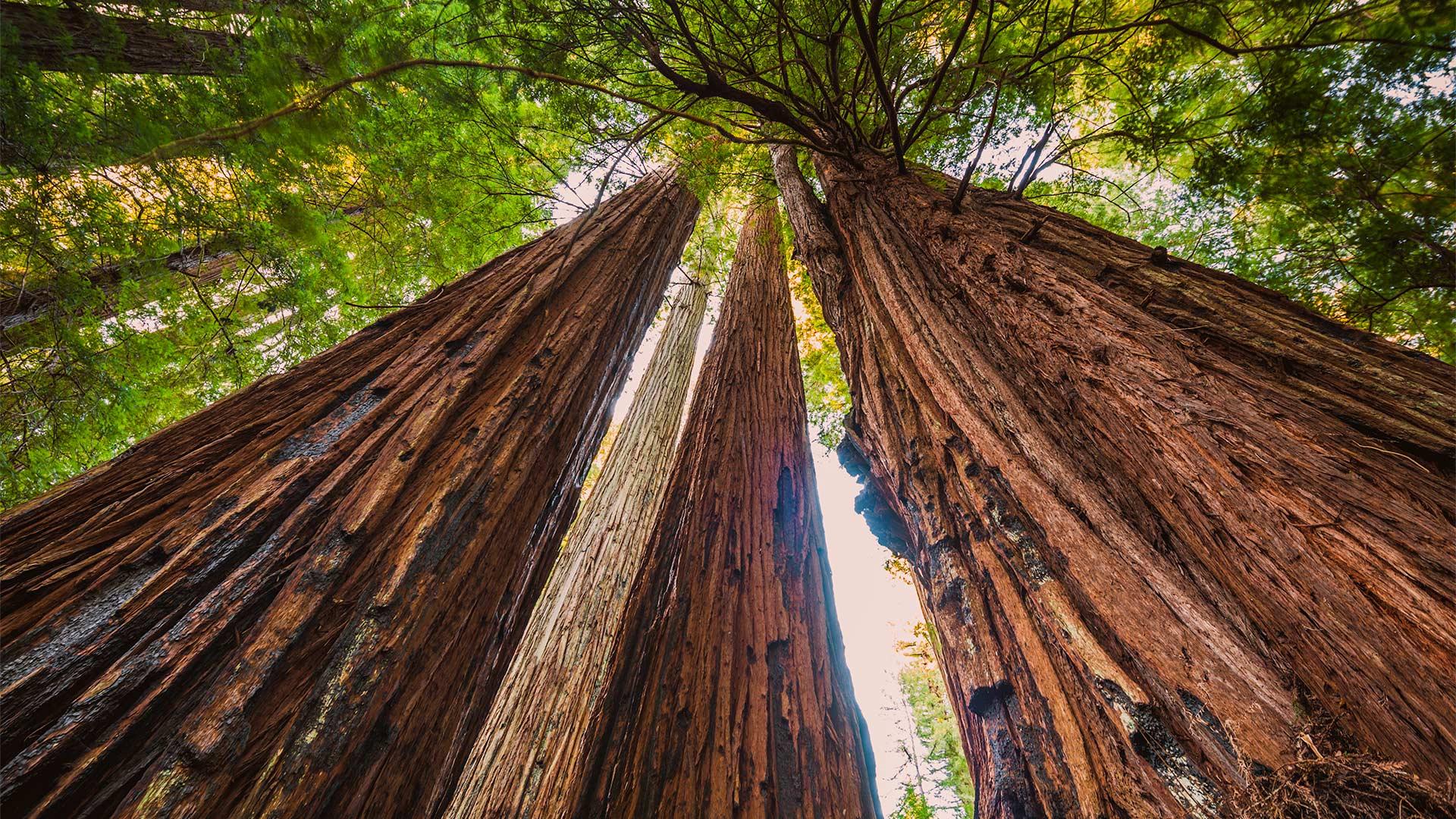 Looking up at the towering, textured trunks of ancient forest trees.