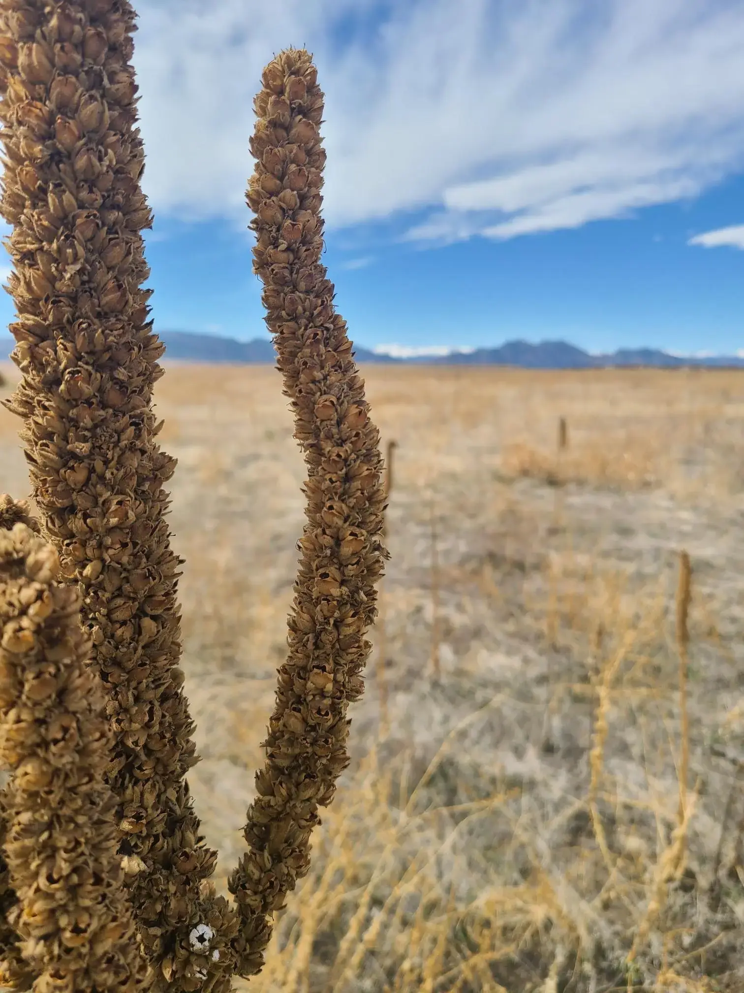 Two dried plant stalks in a golden field under a bright, cloudy sky.