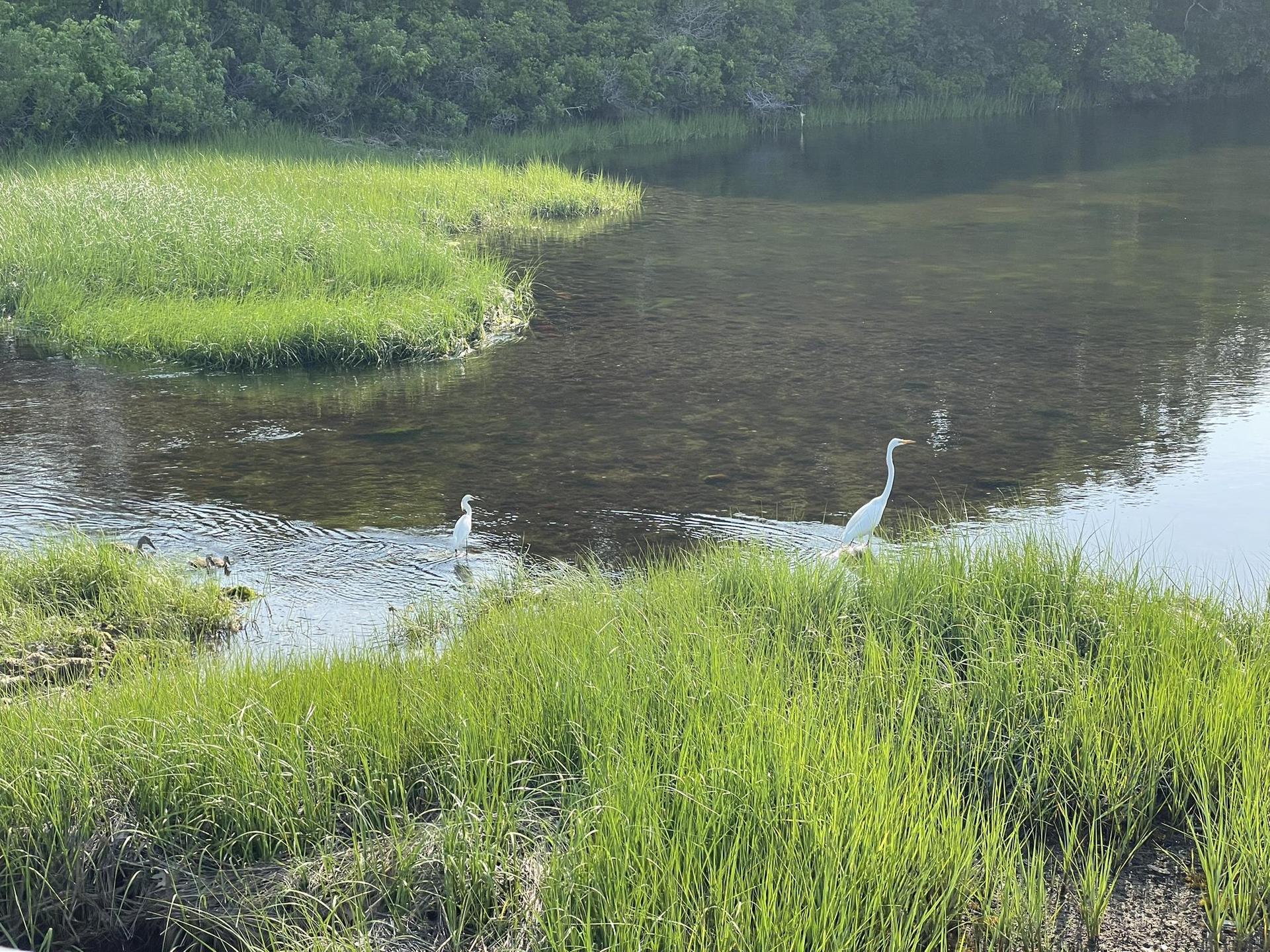 Two white egrets stand in shallow water amidst green marsh grass.