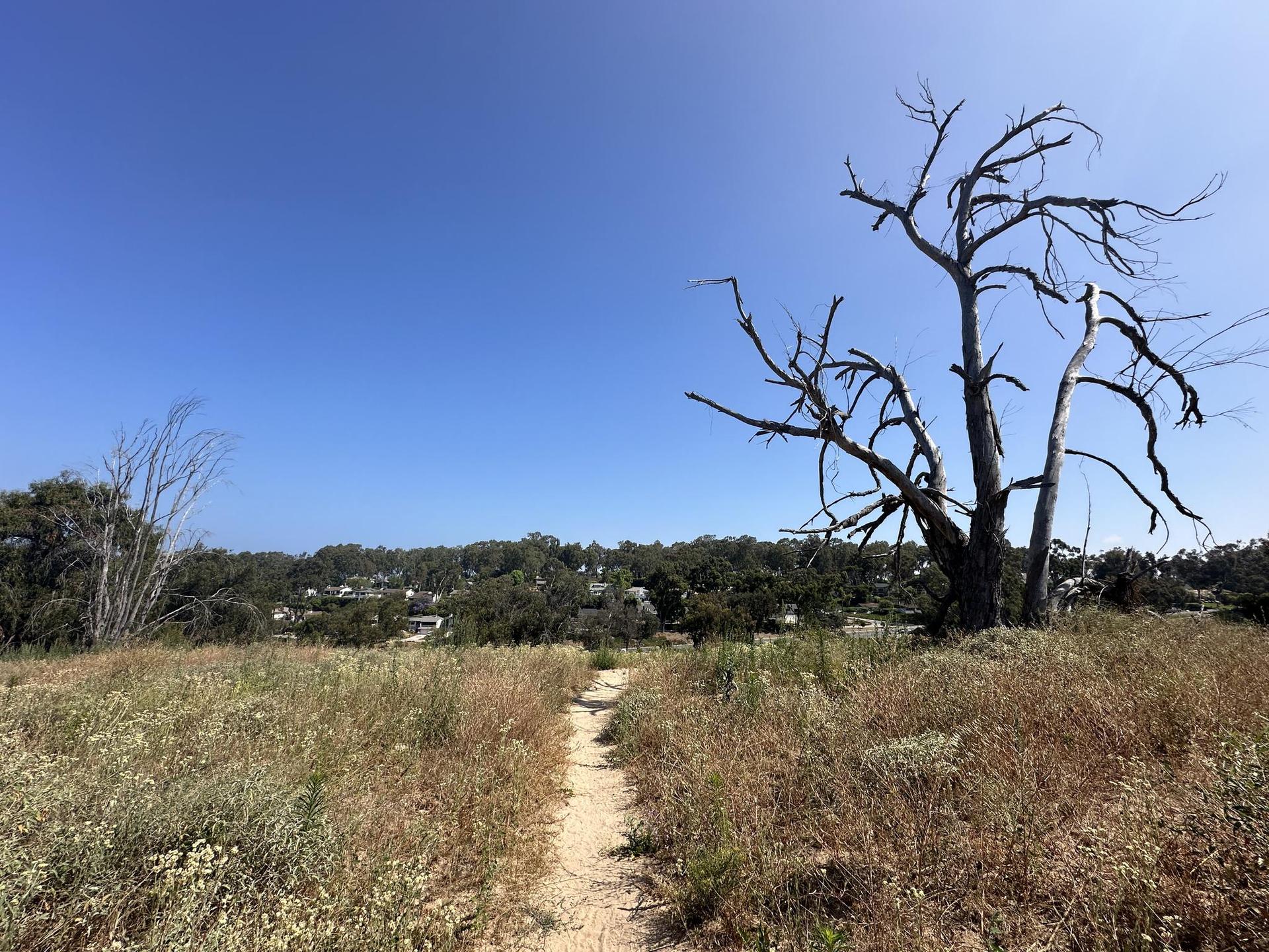 Sunny dirt path through dry grass, leading past a large bare tree.