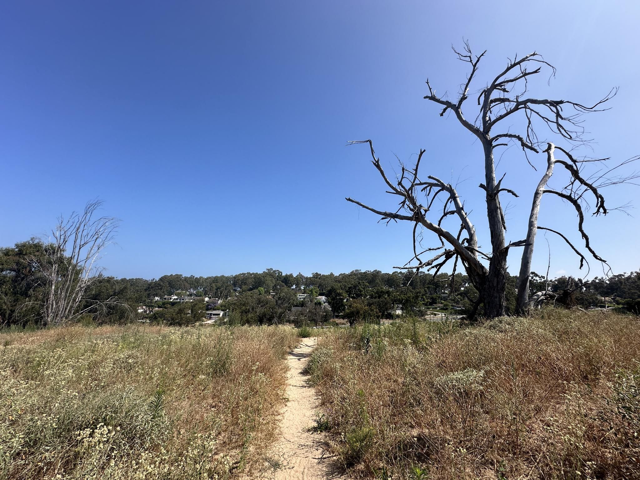 Sunny dirt path through dry grass, leading past a large bare tree. - Boundary Trail Loop