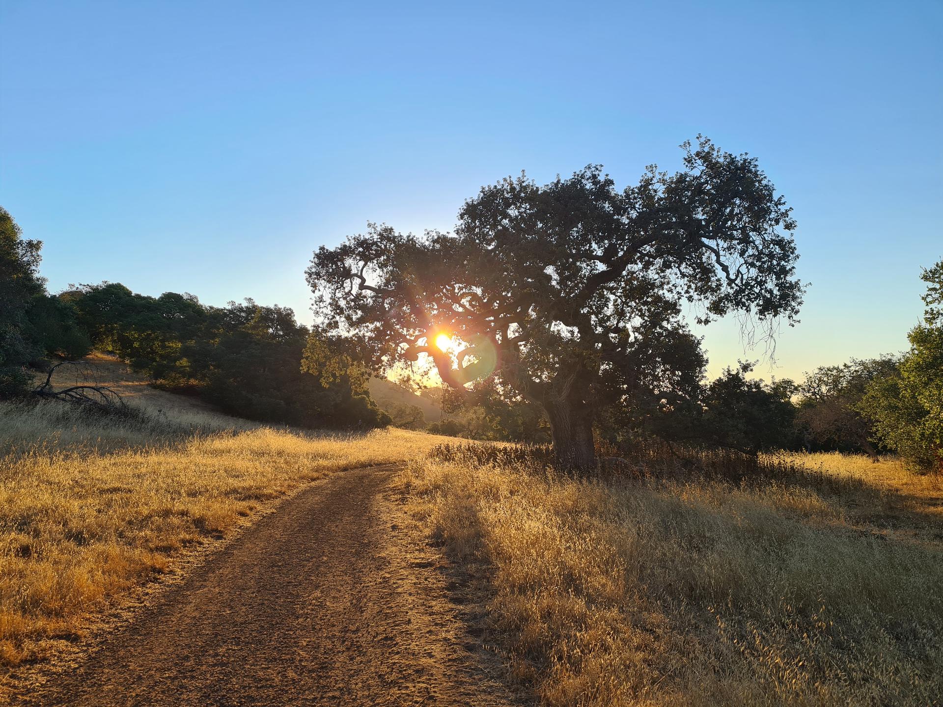 A dirt path leads past a large tree with a sunburst at golden hour.