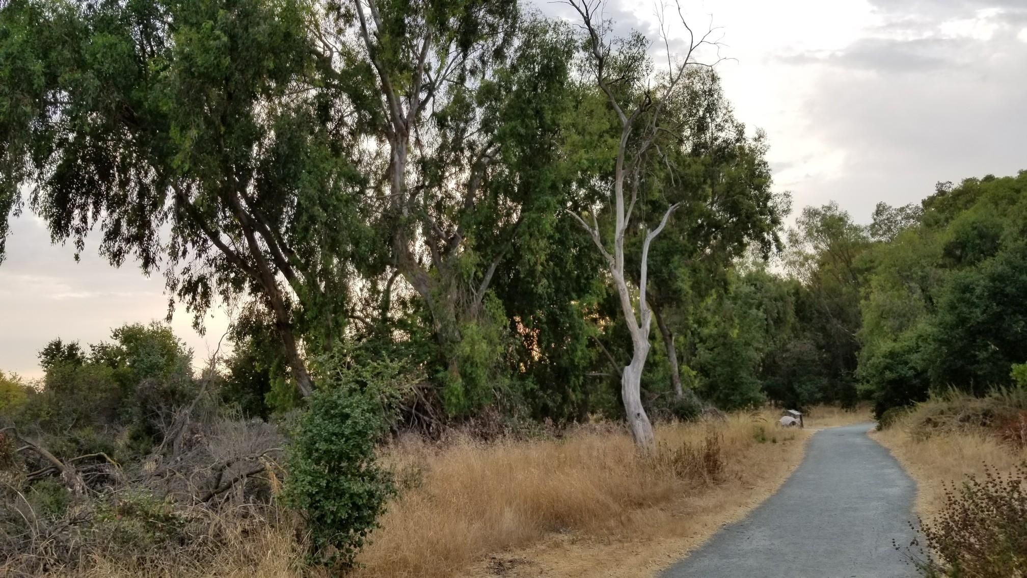 Paved path bordered by tall trees and dry brush under an overcast sky. - Guadalupe River Trail