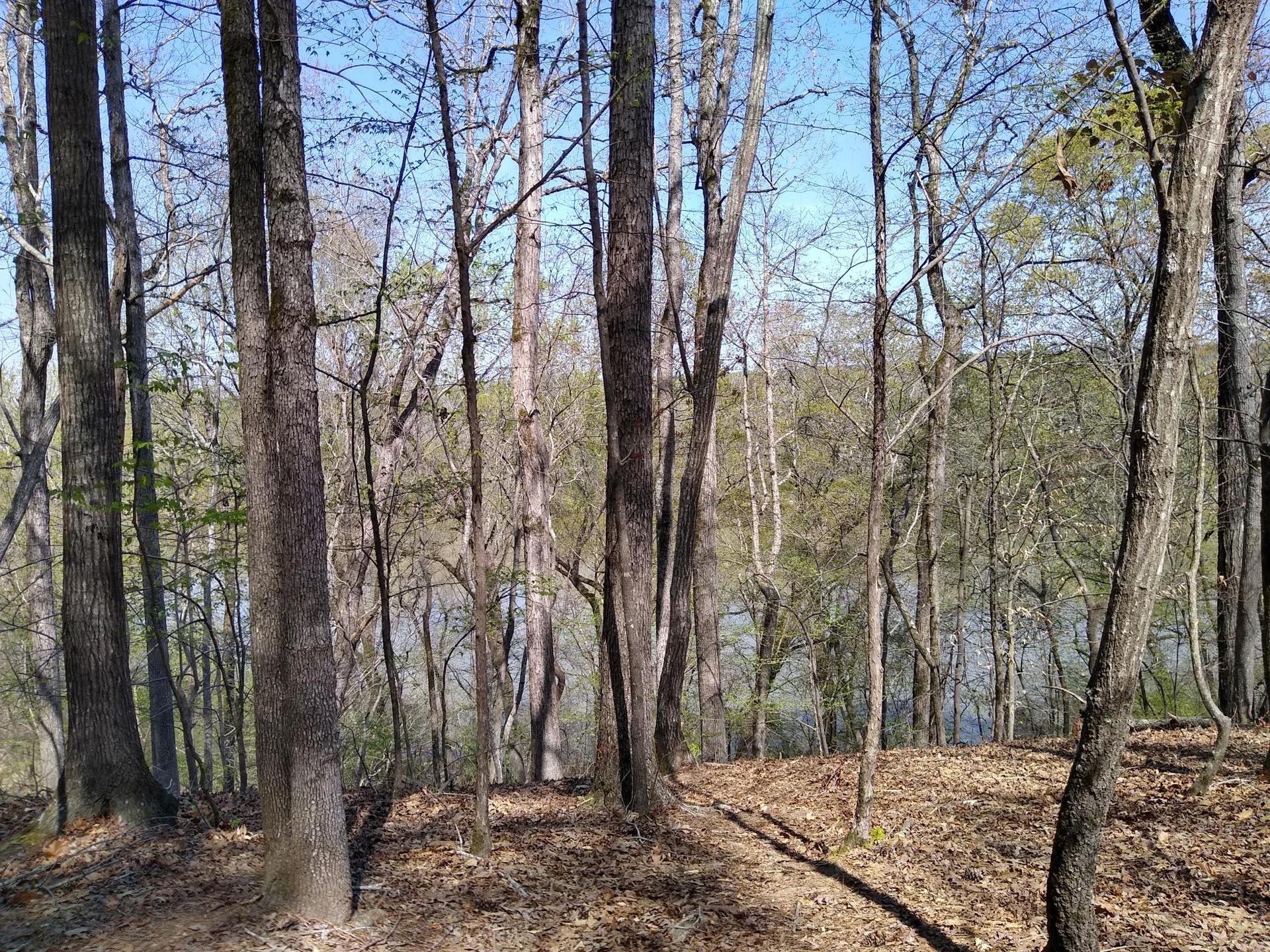 Sunny forest with bare trees, fallen leaves, and water visible in the background.