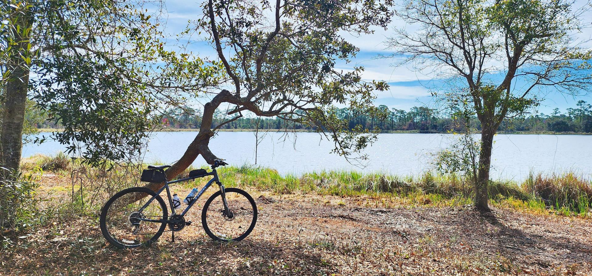 A bicycle rests under a tree beside a calm lake on a sunny day.