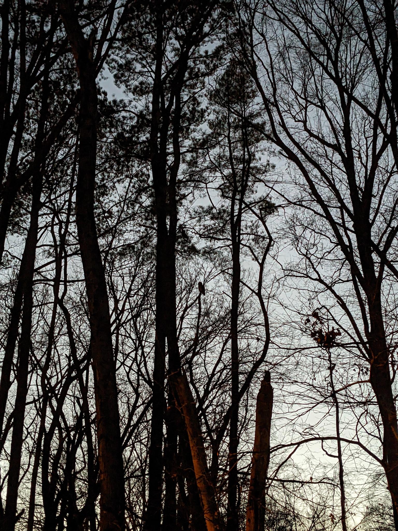 Silhouetted bare trees against a pale sky at dusk or dawn.