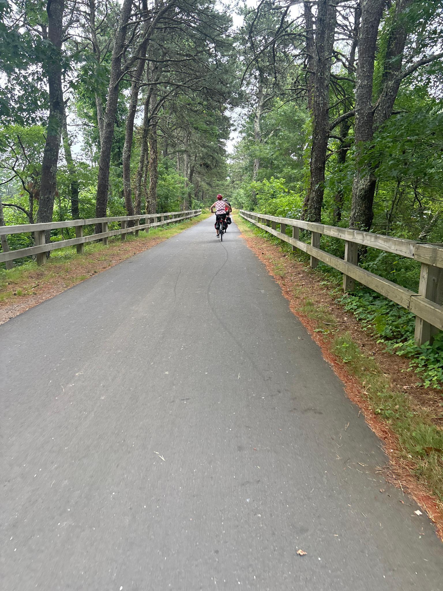 A person cycles on a paved path lined with tall trees and wooden fences.