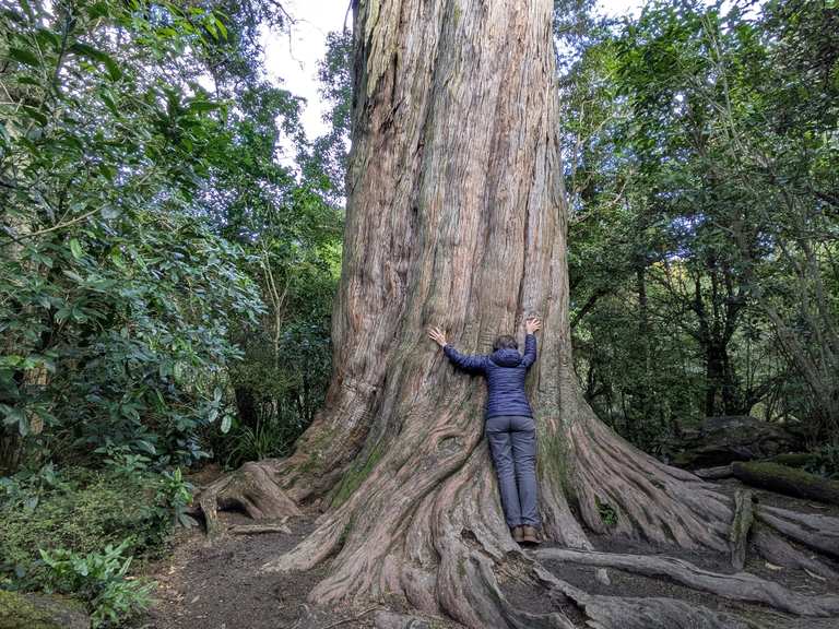 Big Tree, Peel Forest Routes for Walking and Hiking | Komoot