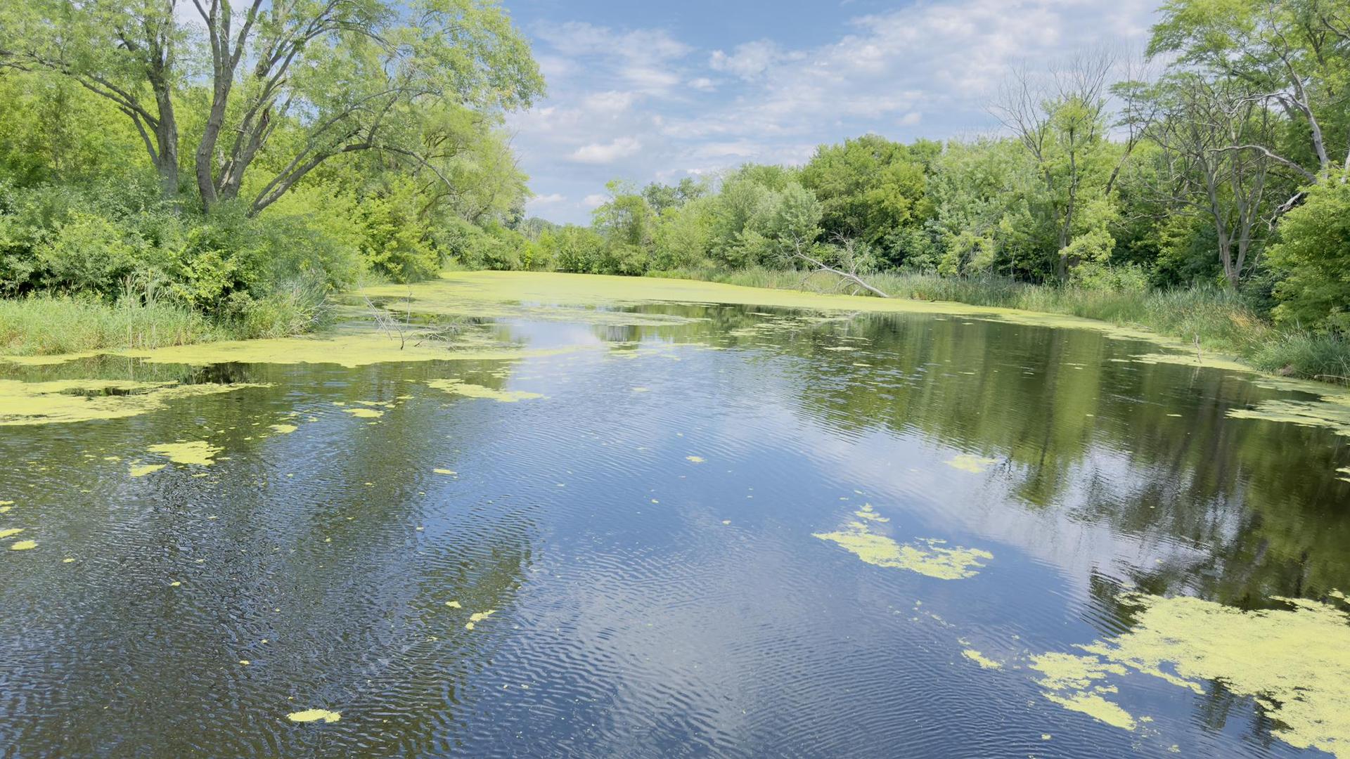 Calm water with green algae, surrounded by lush trees under a bright sky.
