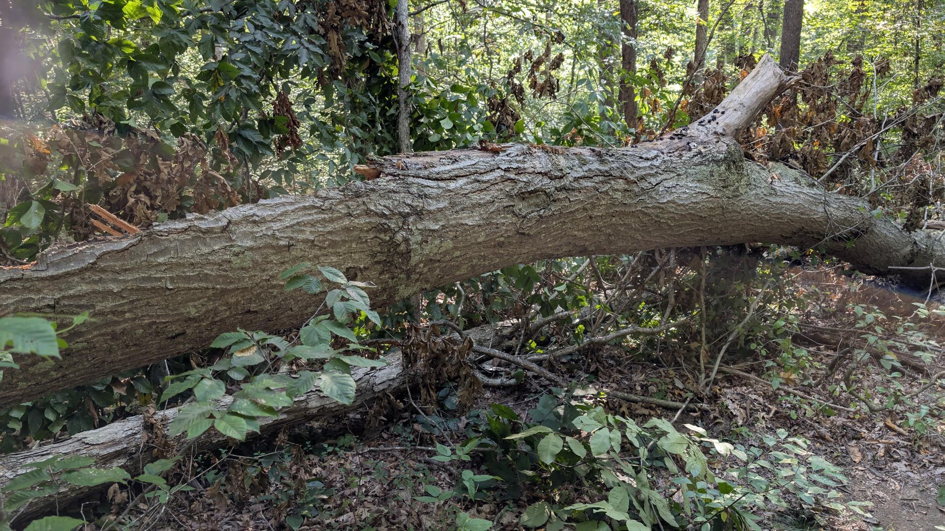 Large fallen tree trunk across a shaded forest floor with dense foliage.