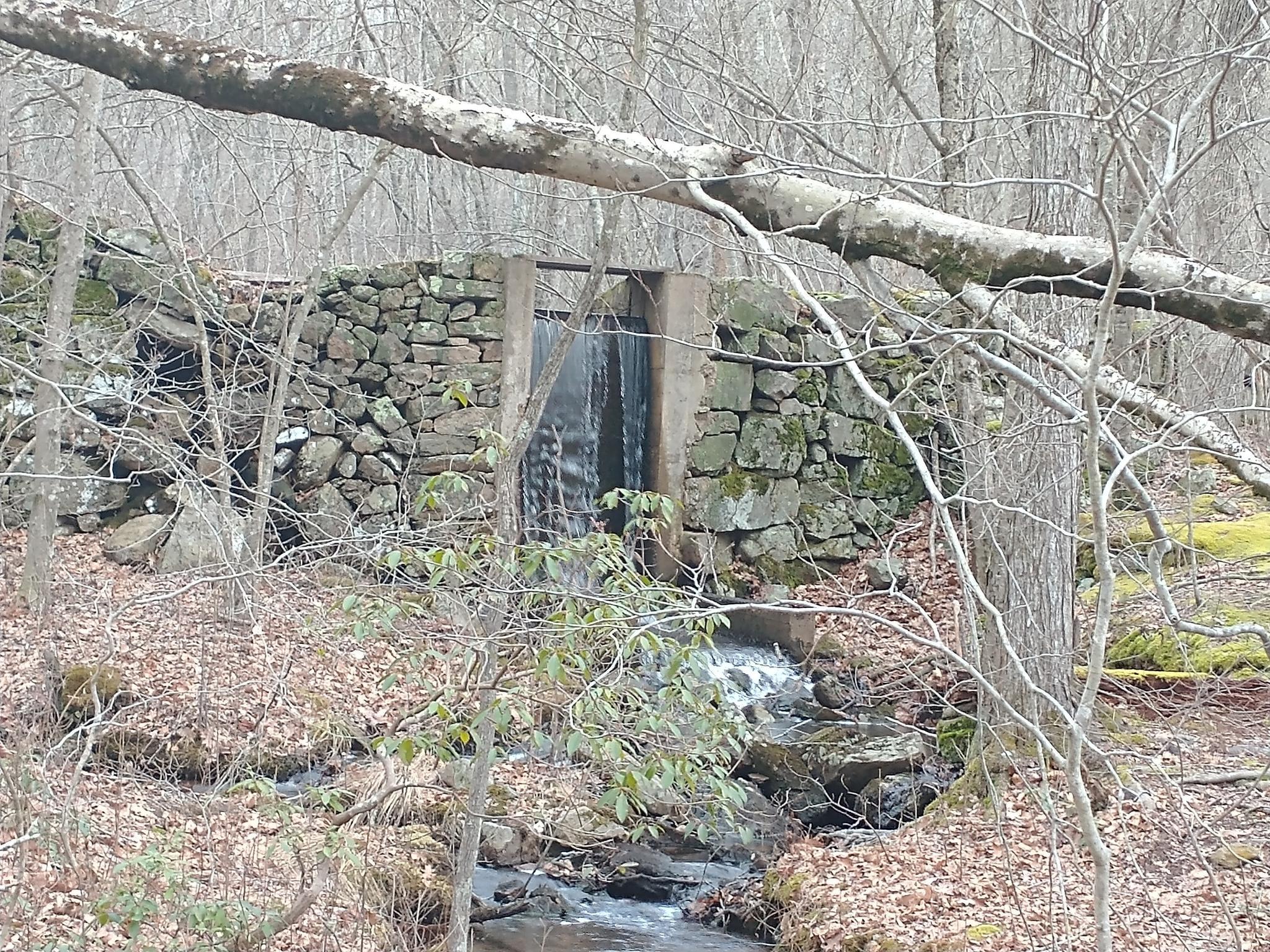 Water flowing through a stone wall in a bare forest, overcast light.