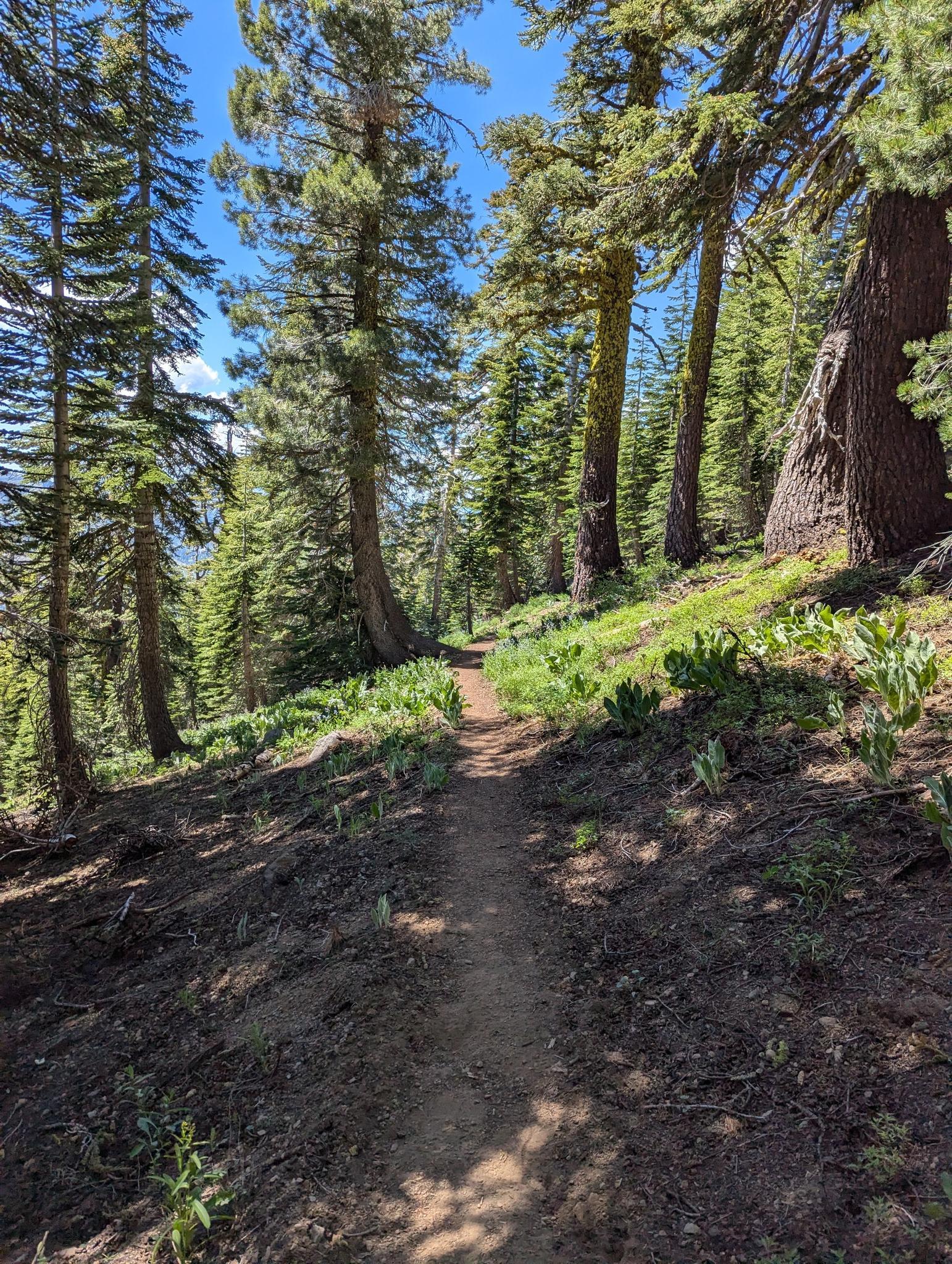 Sunny dirt trail winding through a dense forest of tall pine trees.