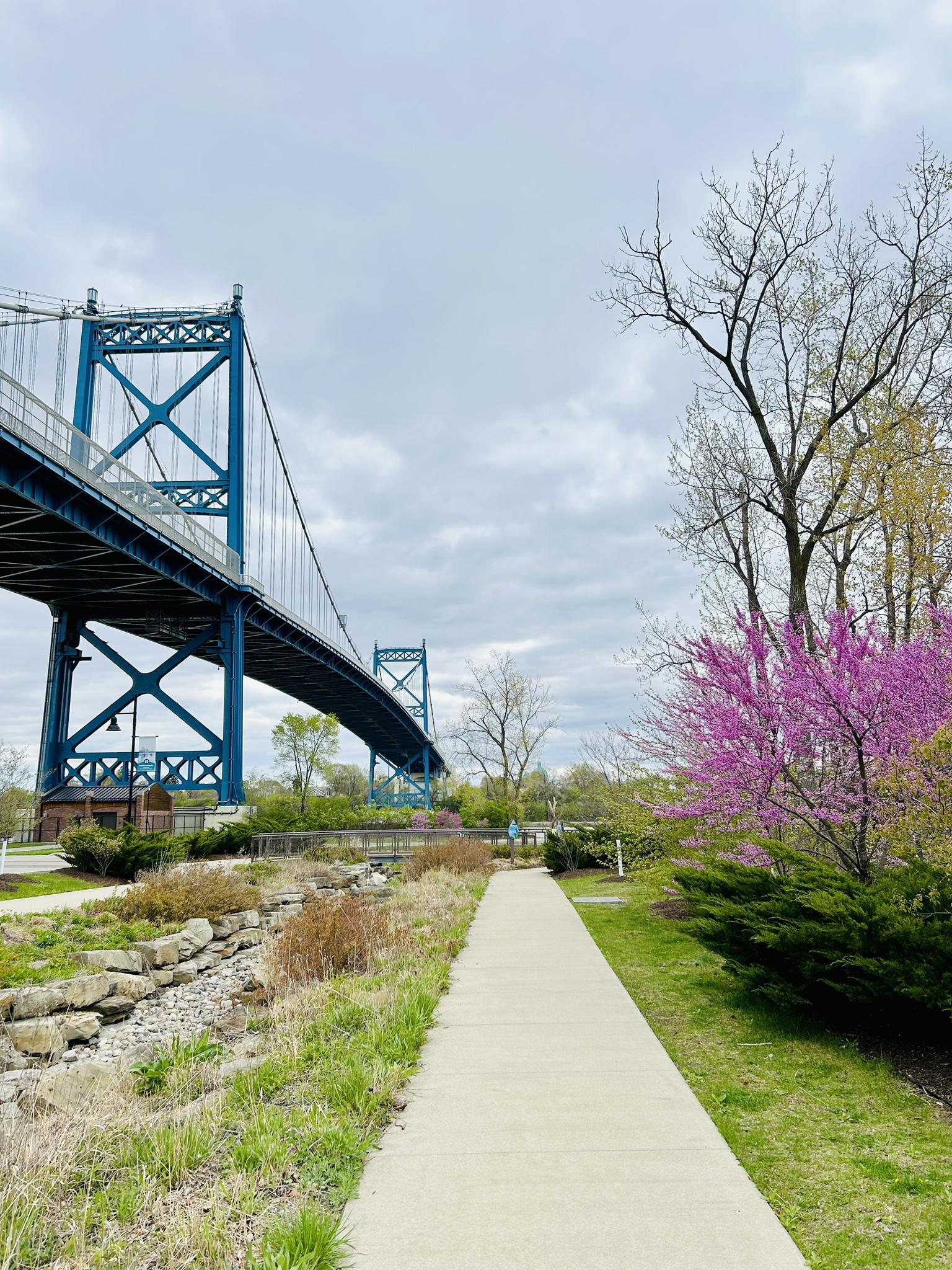 A large blue suspension bridge looms over a walking path and blooming trees.