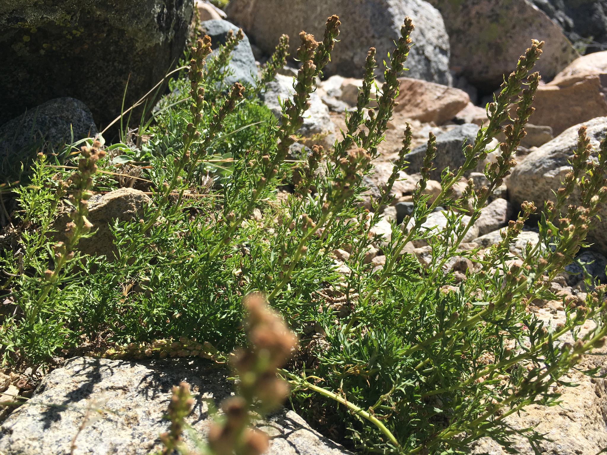 Close-up of small green plants with brown seed heads growing among rocks.