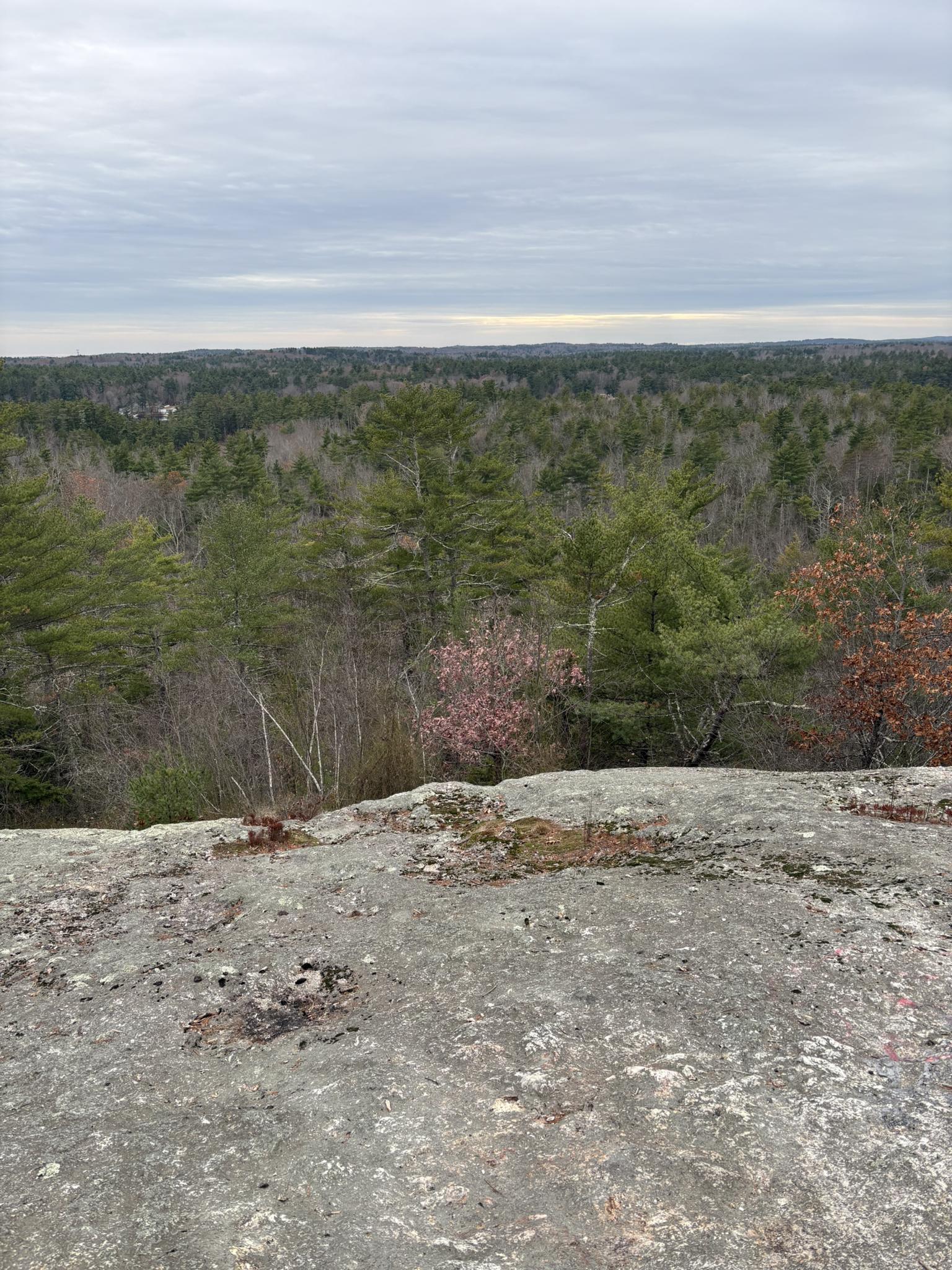 Overcast view from a rocky outcrop overlooking a vast, dense forest.