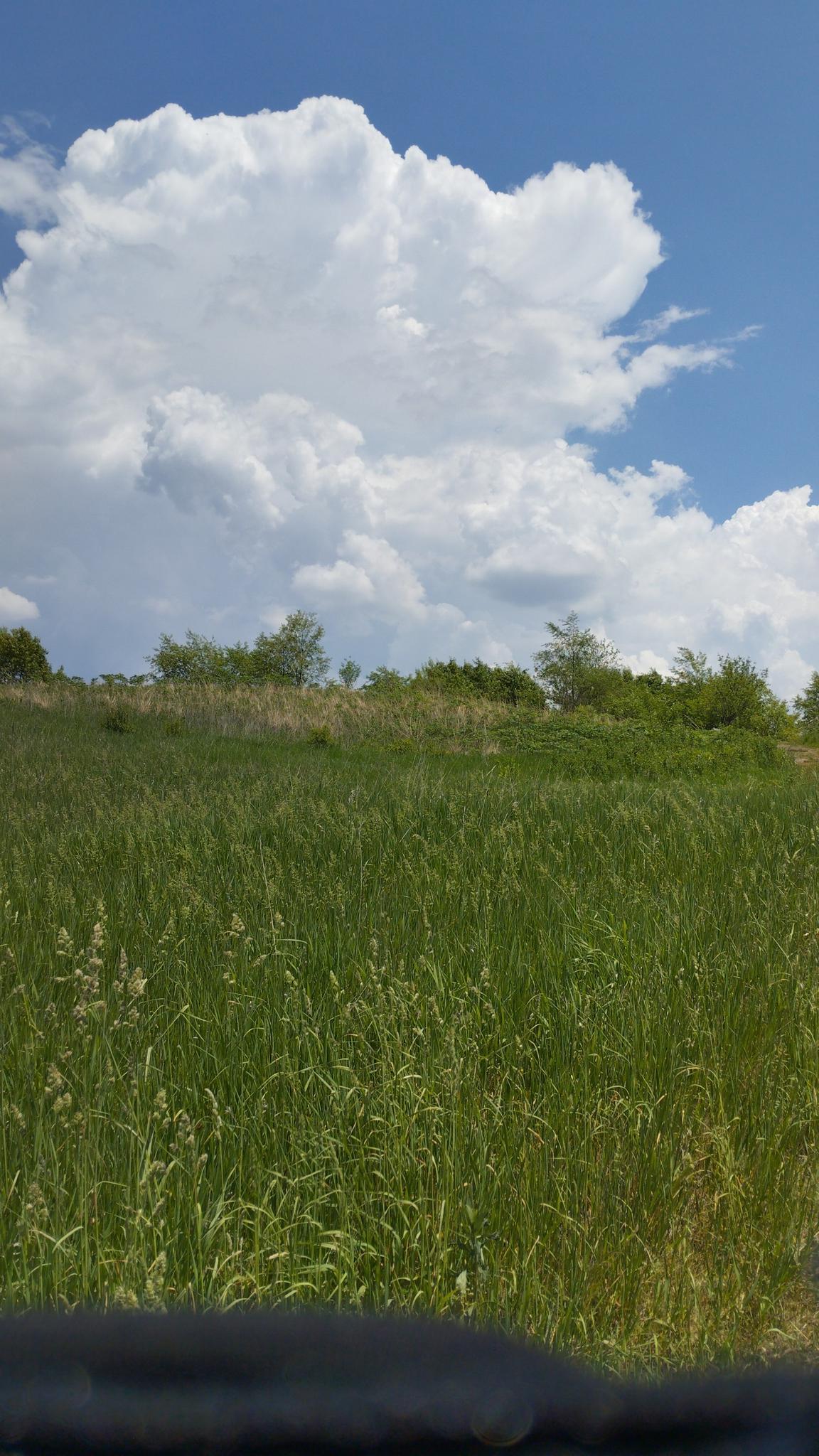 Tall green grass fills the foreground under a large white cloud.