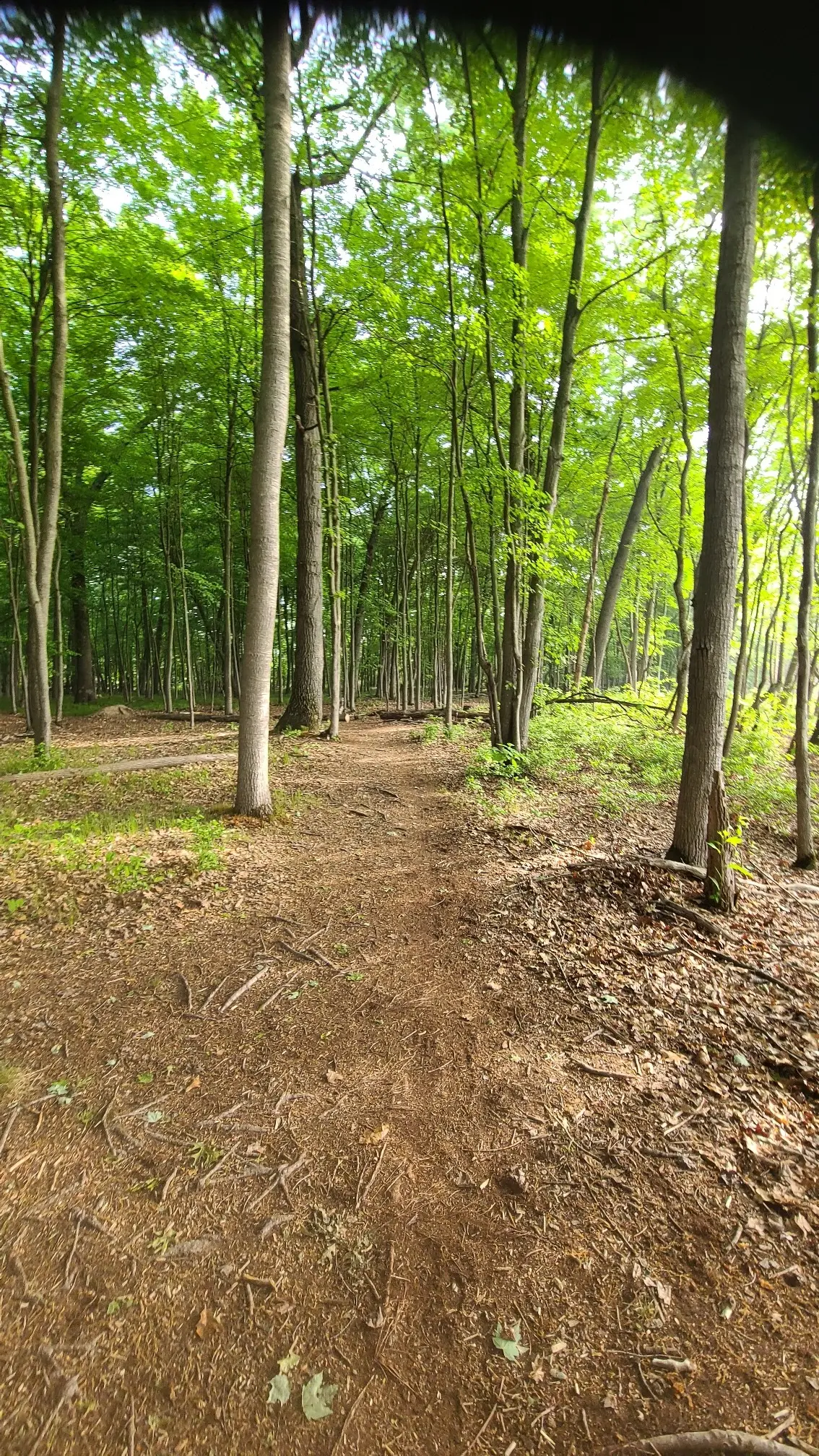 A narrow dirt trail leads through a vibrant green, sun-dappled forest.