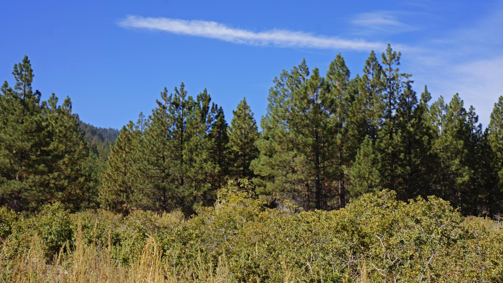 Bright daylight illuminates a dense pine forest with green brush in the foreground.