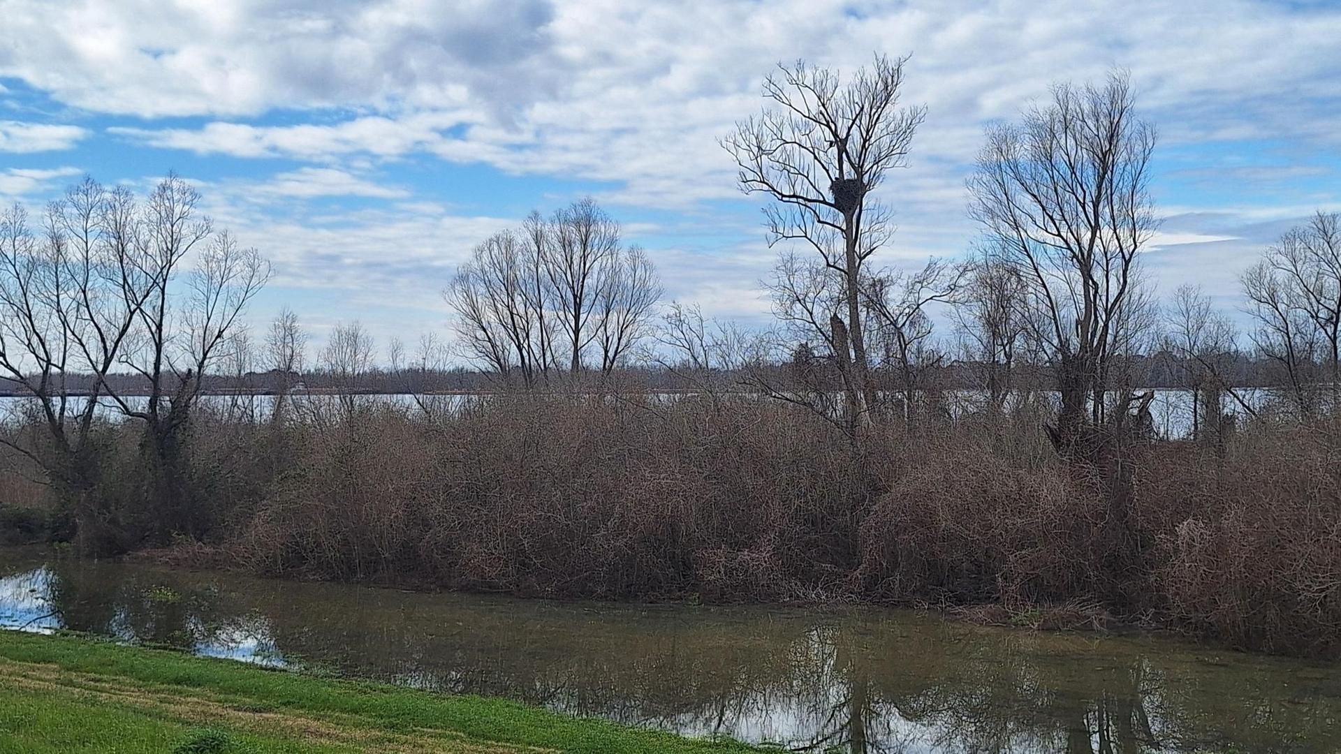 Overcast view of a narrow waterway, dense bare trees, and distant water.