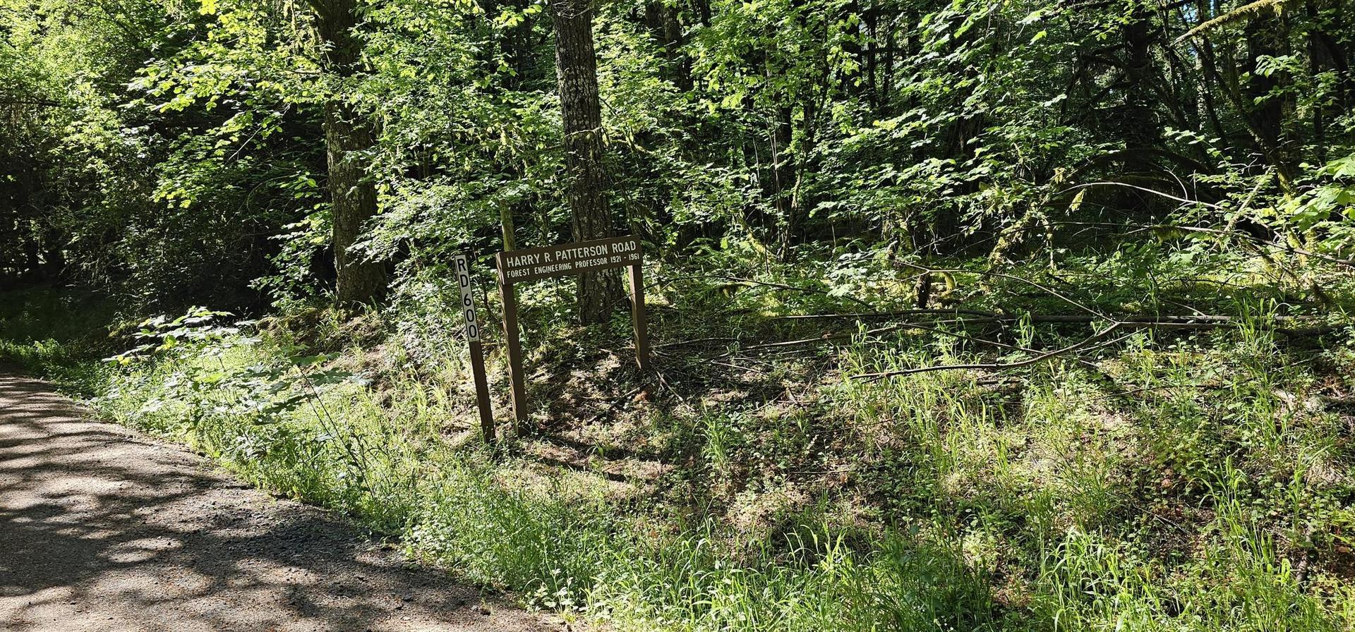 Wooden trail sign amidst dense green forest foliage on a sunny day.