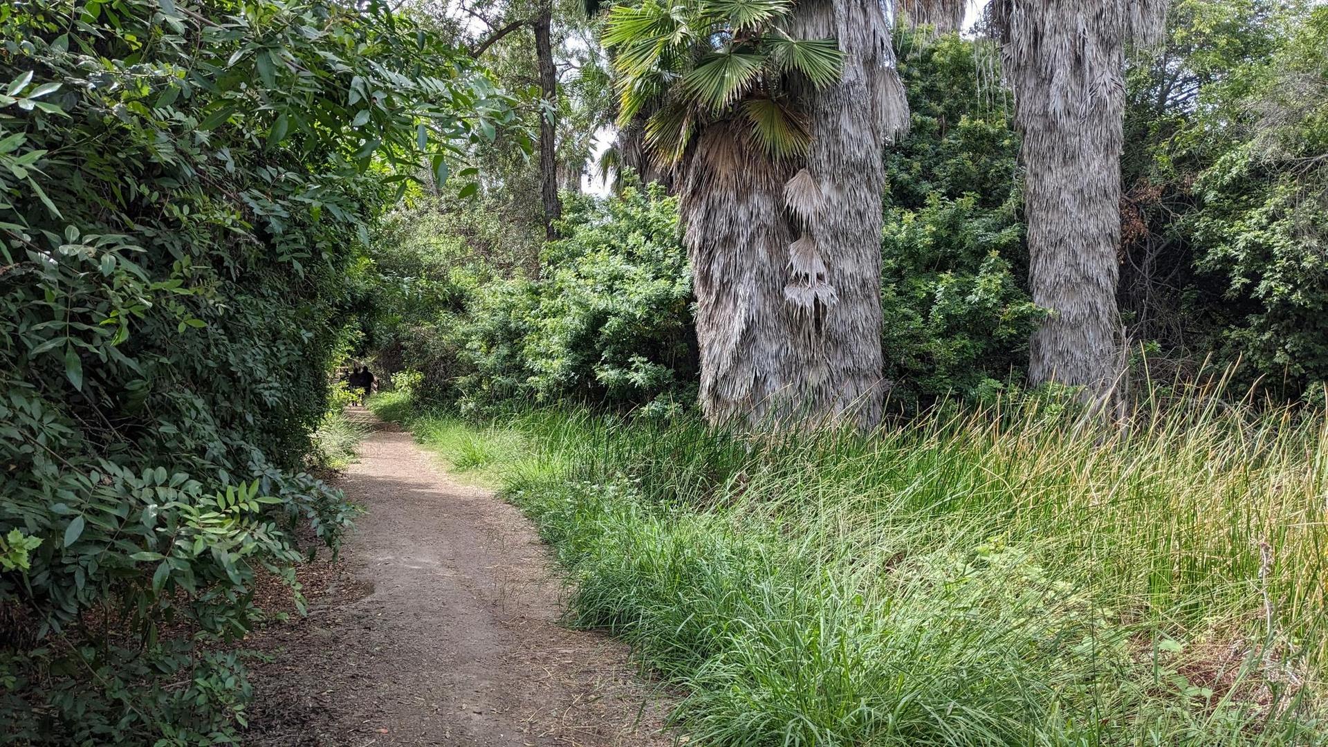Winding dirt path through dense green plants and tall palm trees, person in distance.