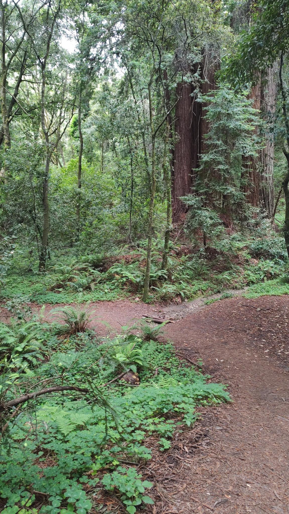 A dirt path winds through a dense forest with ferns and a giant tree.