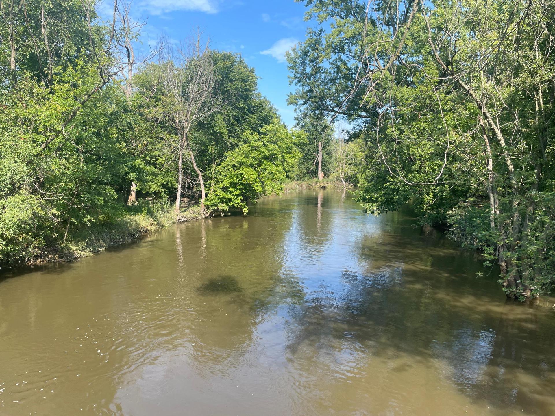 A calm river flows through a dense green forest on a sunny day.