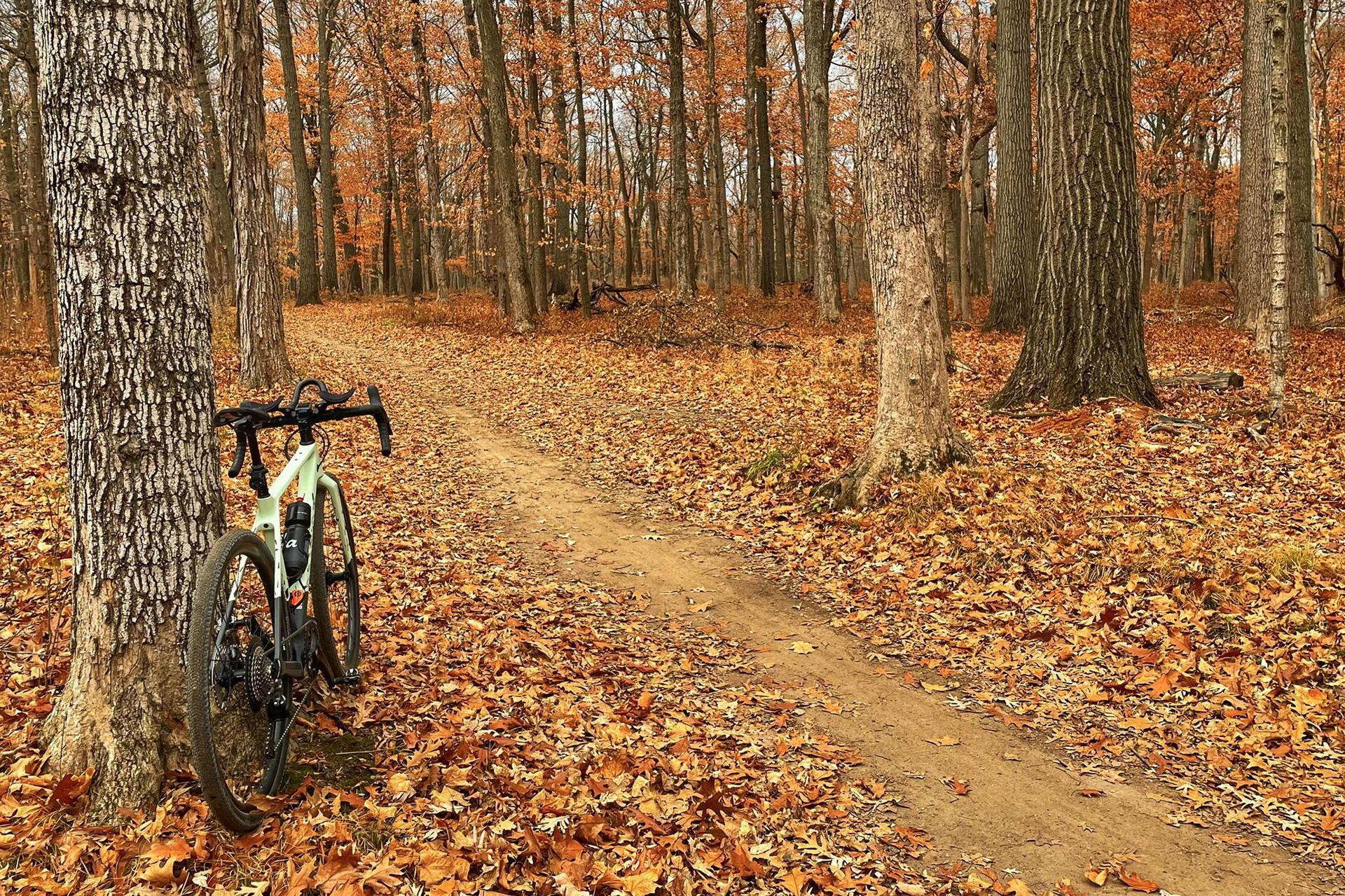 Bicycle leaning against a tree on a leaf-covered path in an autumn forest.