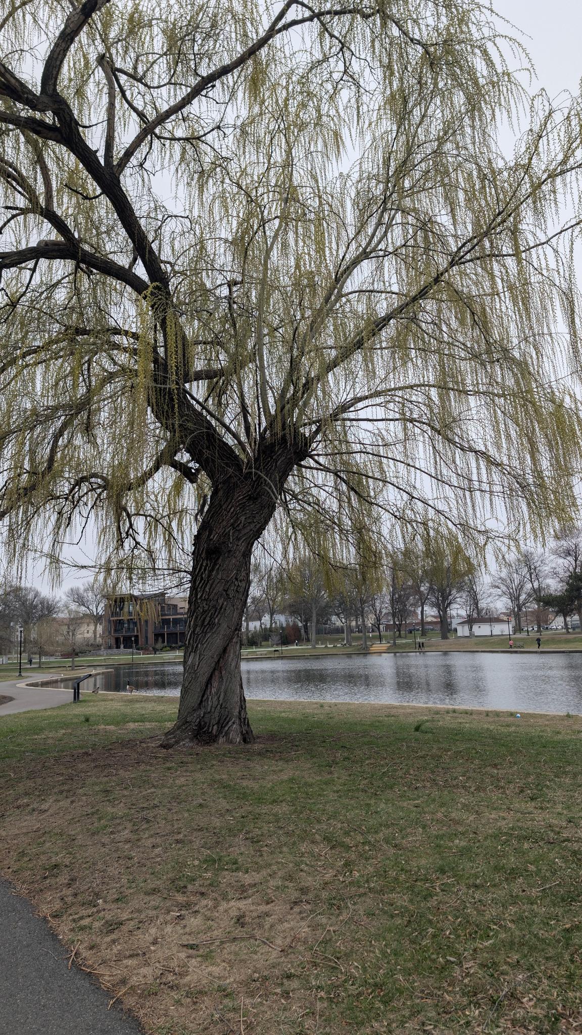 A large willow tree with drooping branches stands by a calm pond.