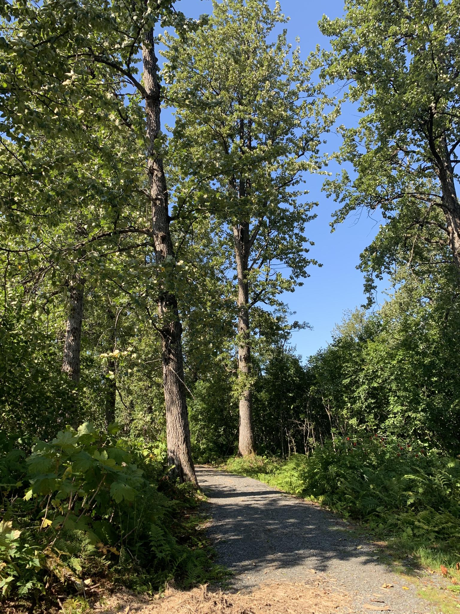 A sunlit gravel path winds through a forest of tall green trees.