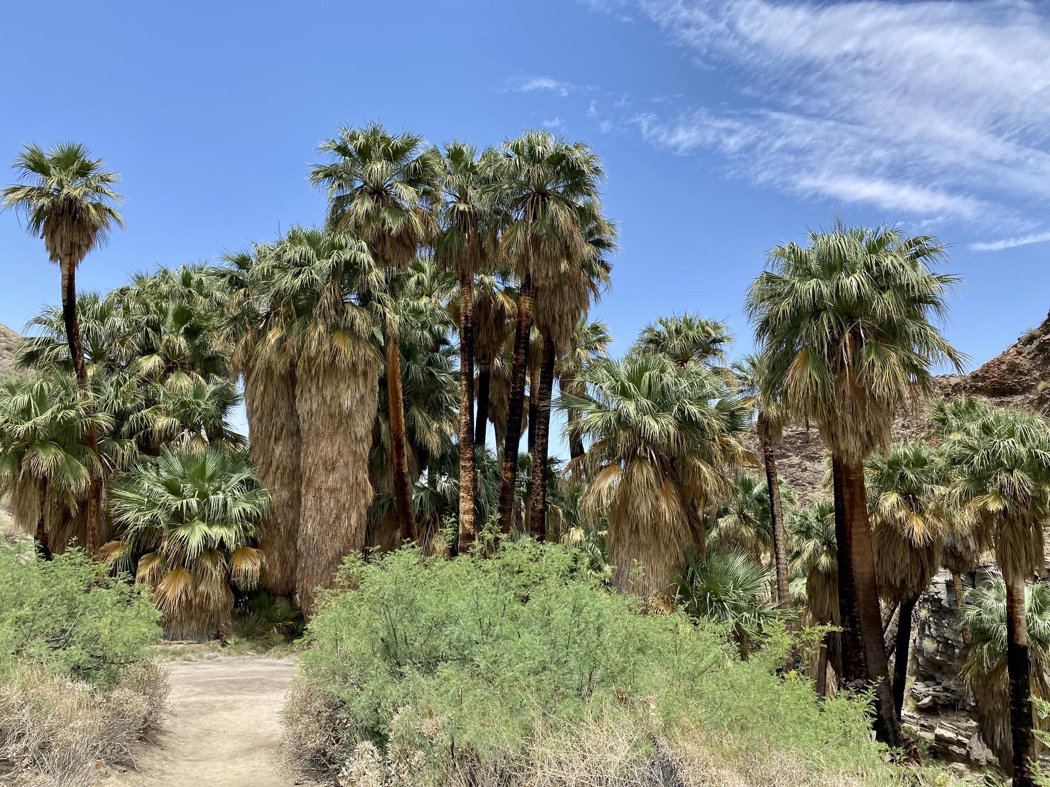 A lush desert oasis with many tall palm trees under a bright blue sky.