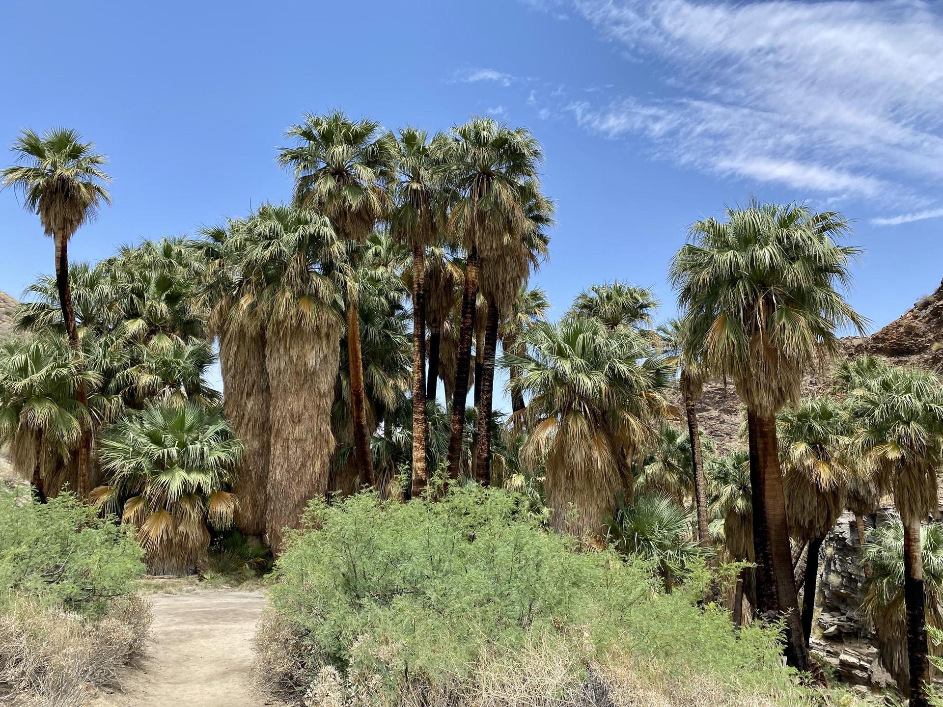 A lush desert oasis with many tall palm trees under a bright blue sky.